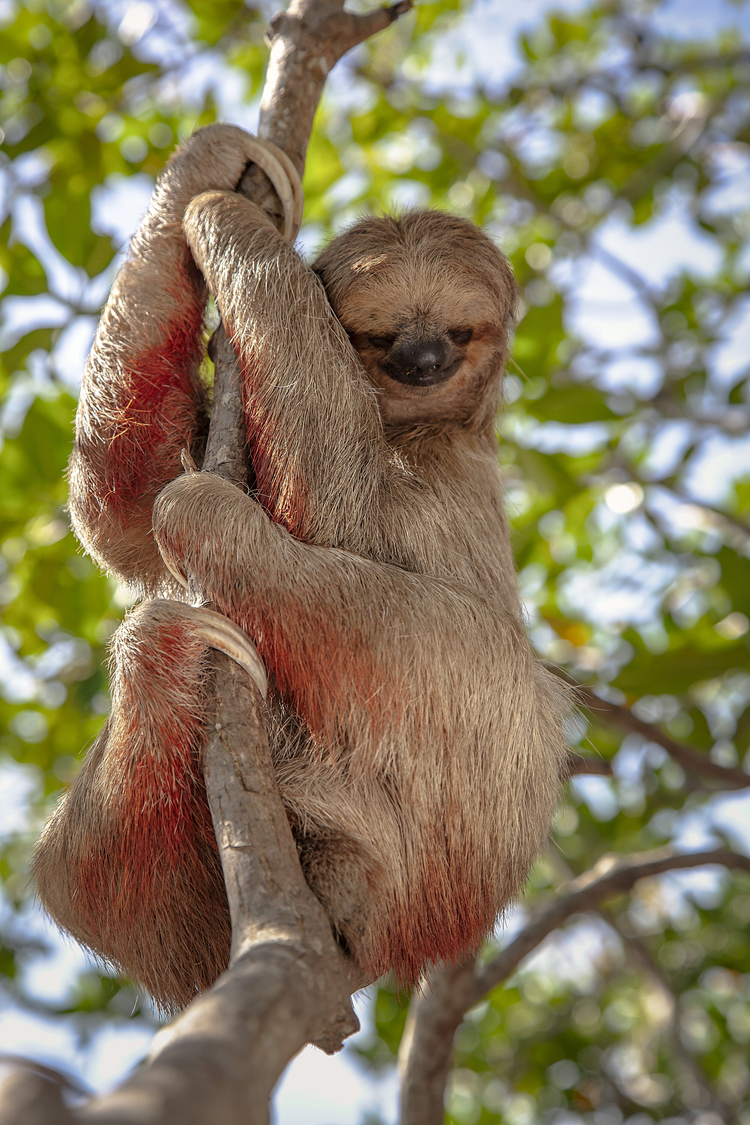 Endangered Species Photographer — Simon Needham