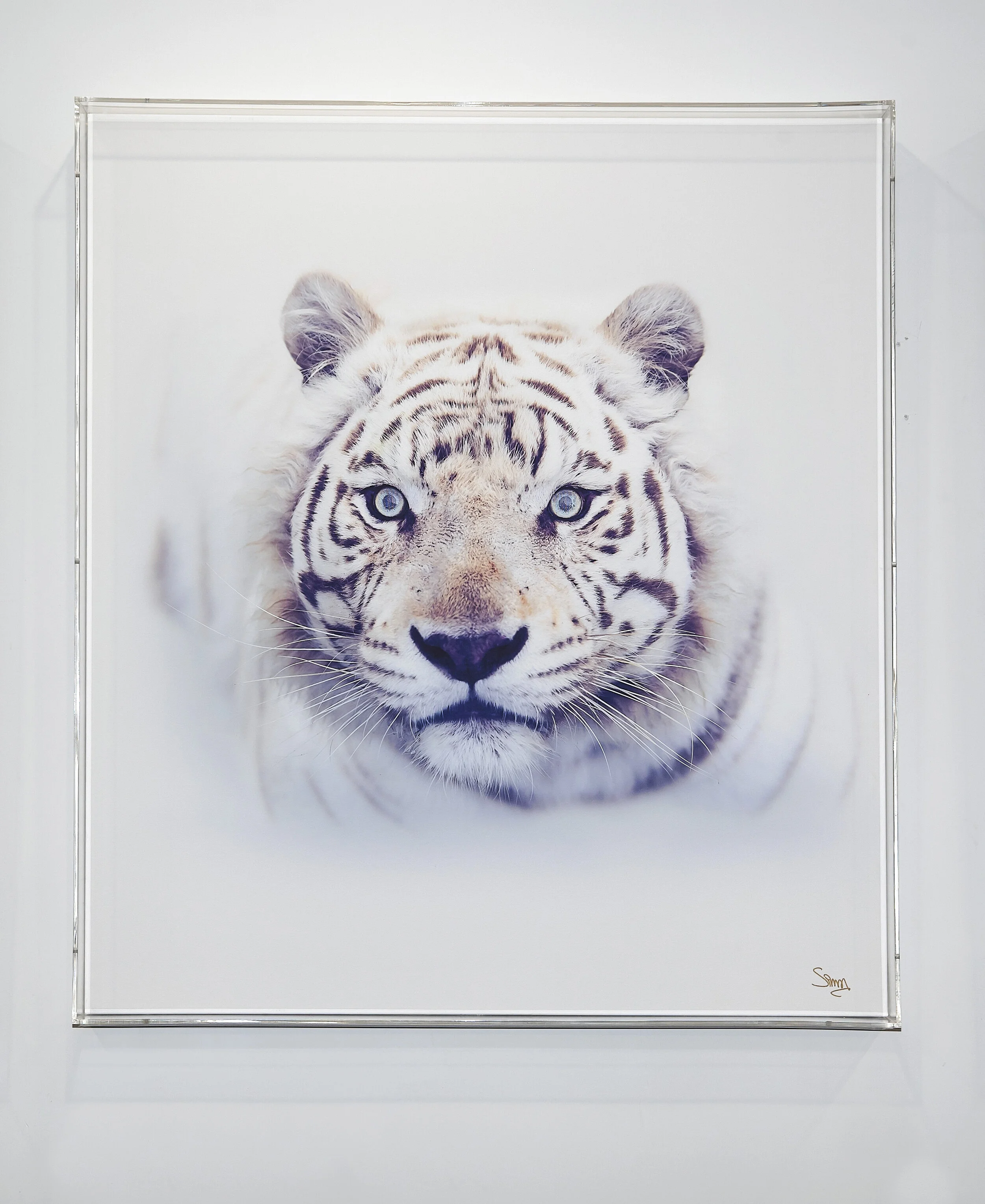 CELEBRATING THE TIGER