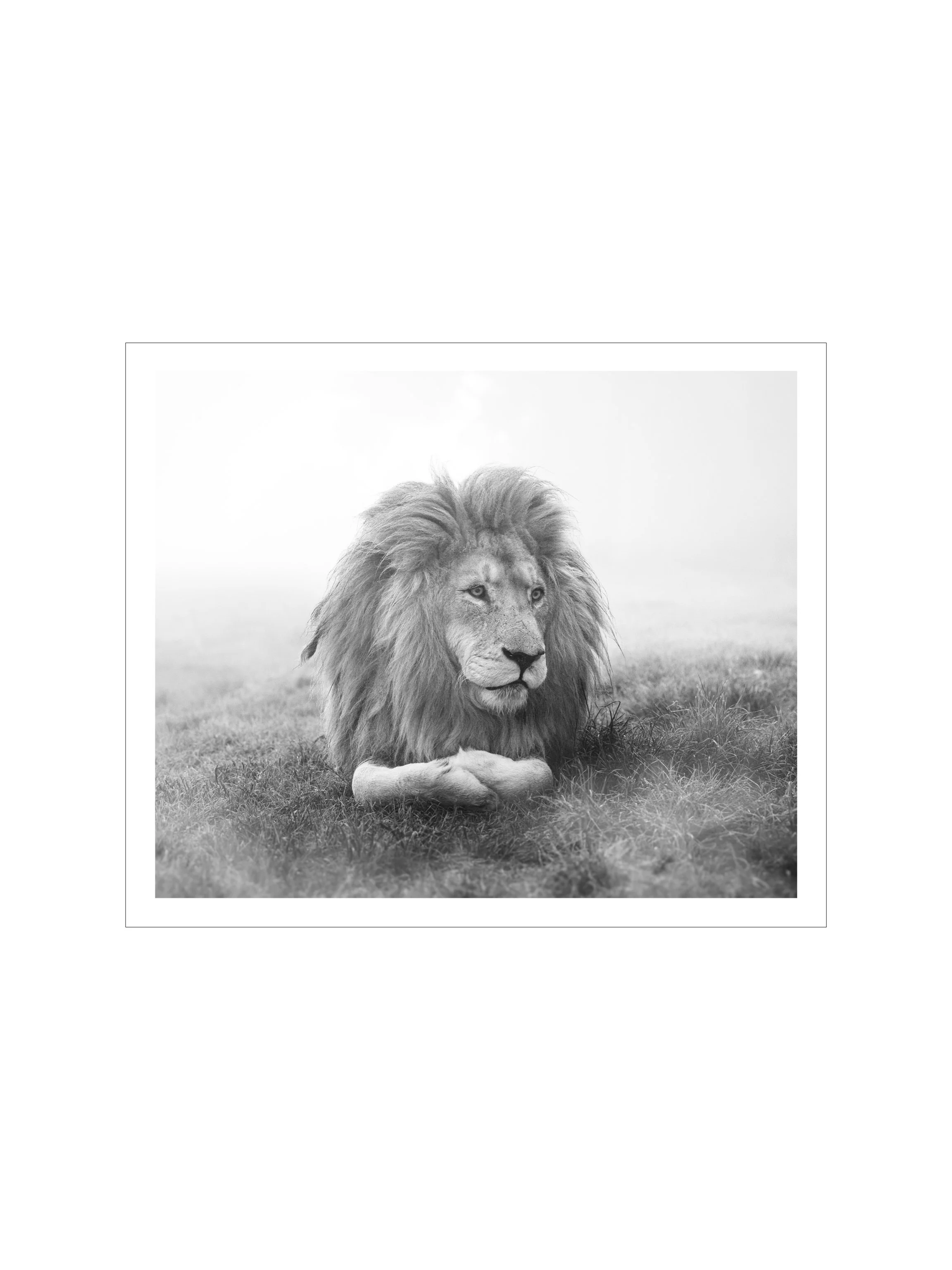 In Memory of Tonga — B&W