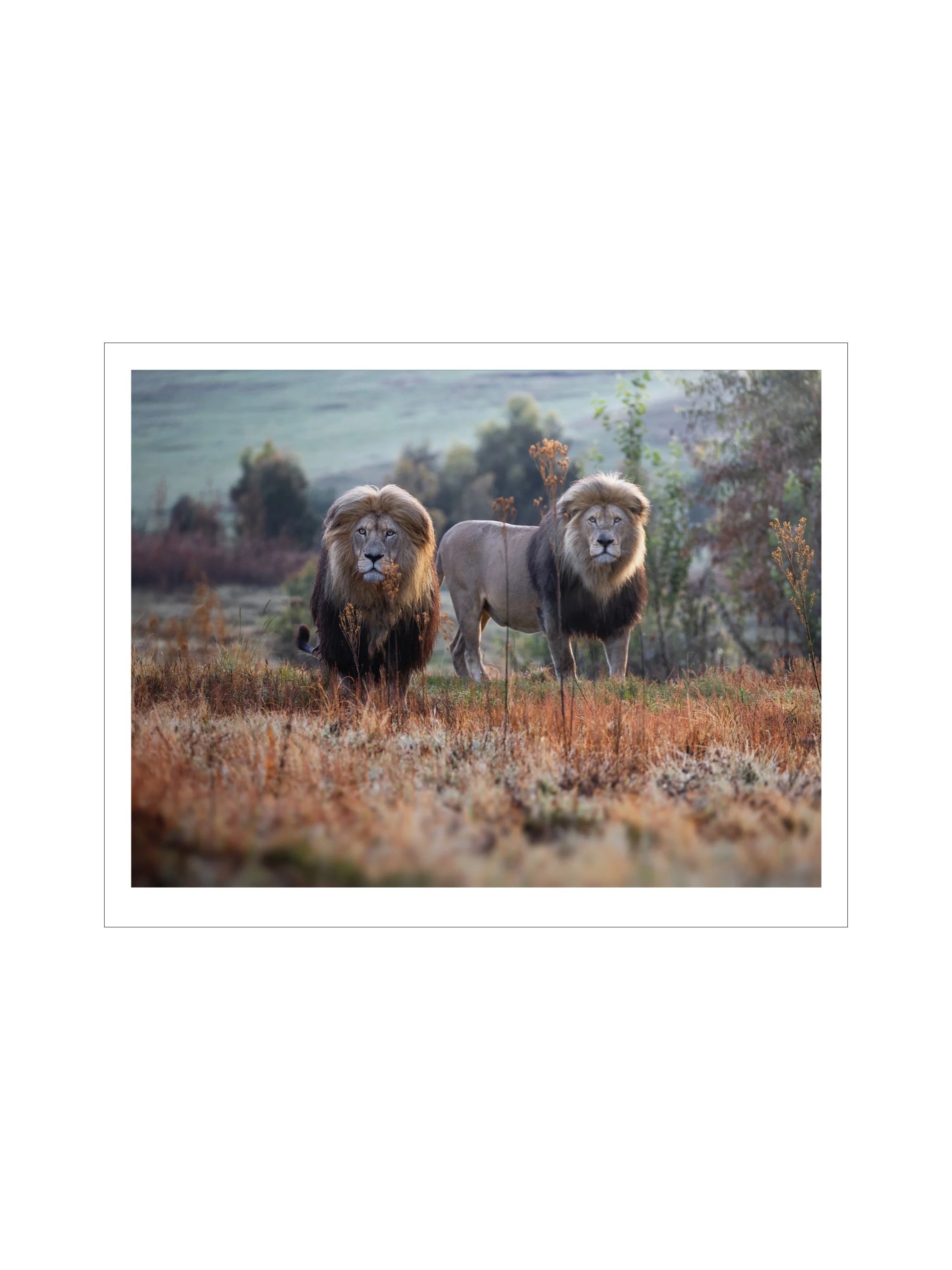 4x3 simon prints copy.001.jpeg