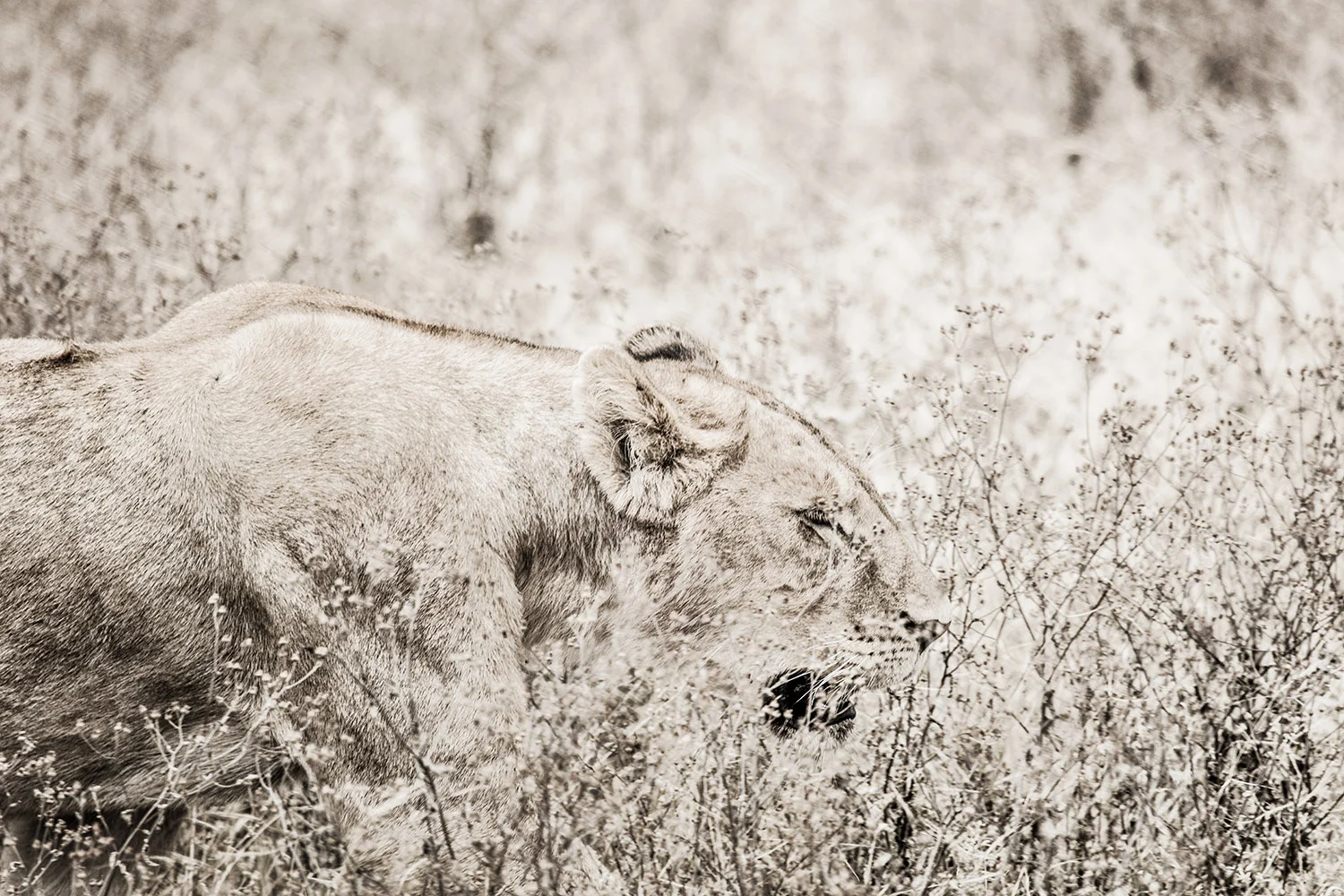 Lion.jpg