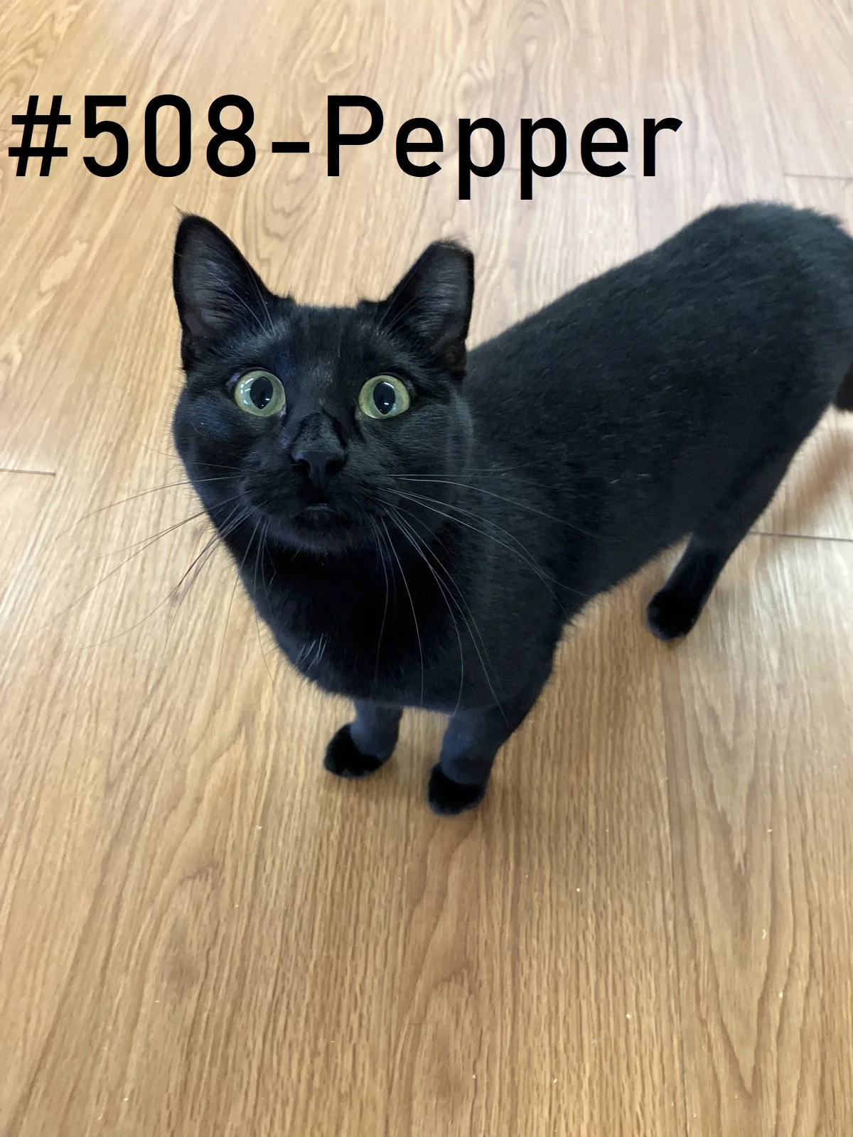 508pepper.jpg