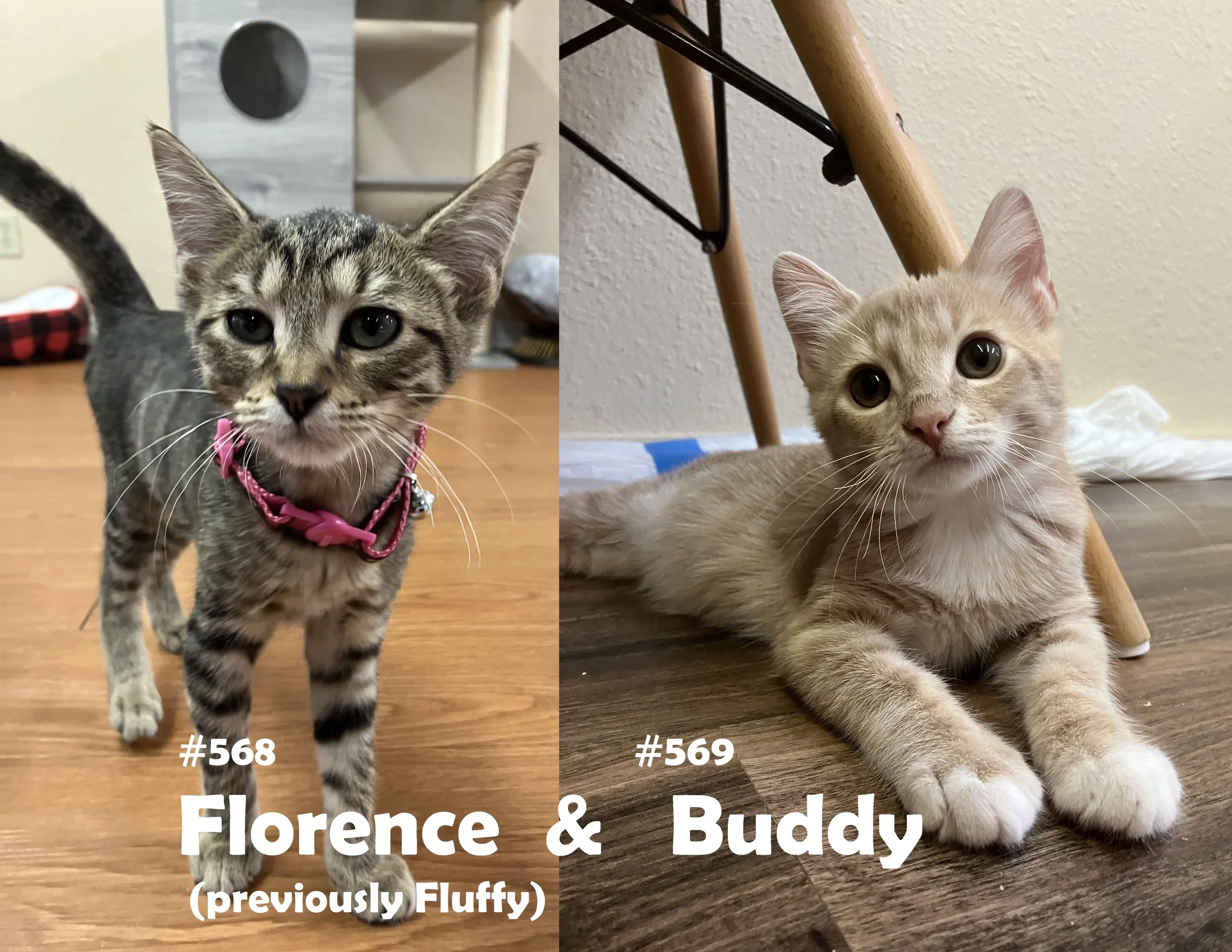 568_569_FluffyBuddy.jpg