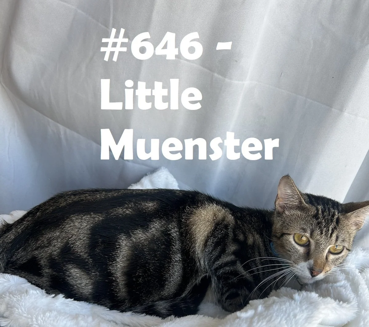 646_LittleMuenster.jpg