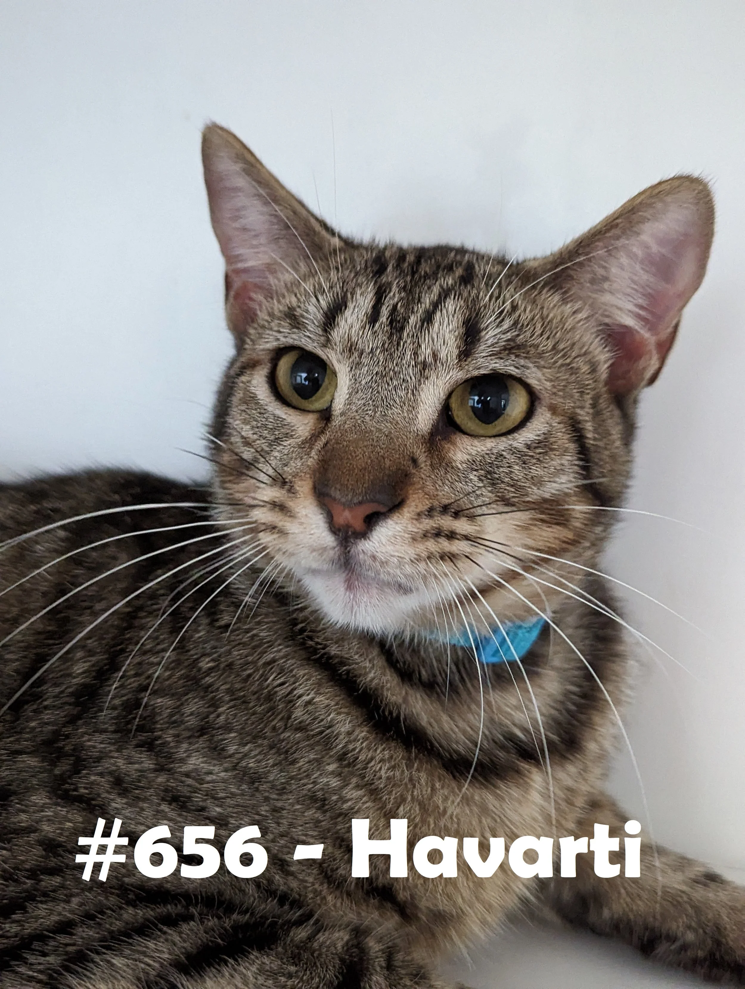 656havarti.jpg