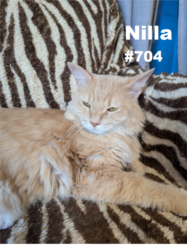 704_Nilla.png