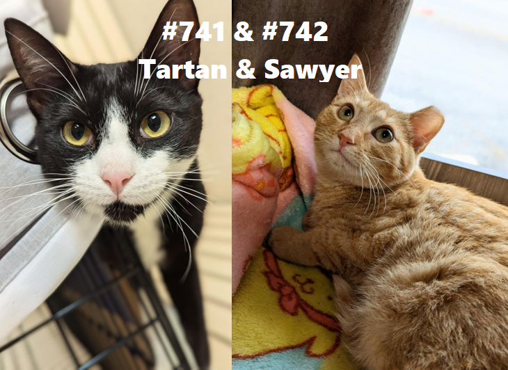 Sawyer and Tartan.PNG