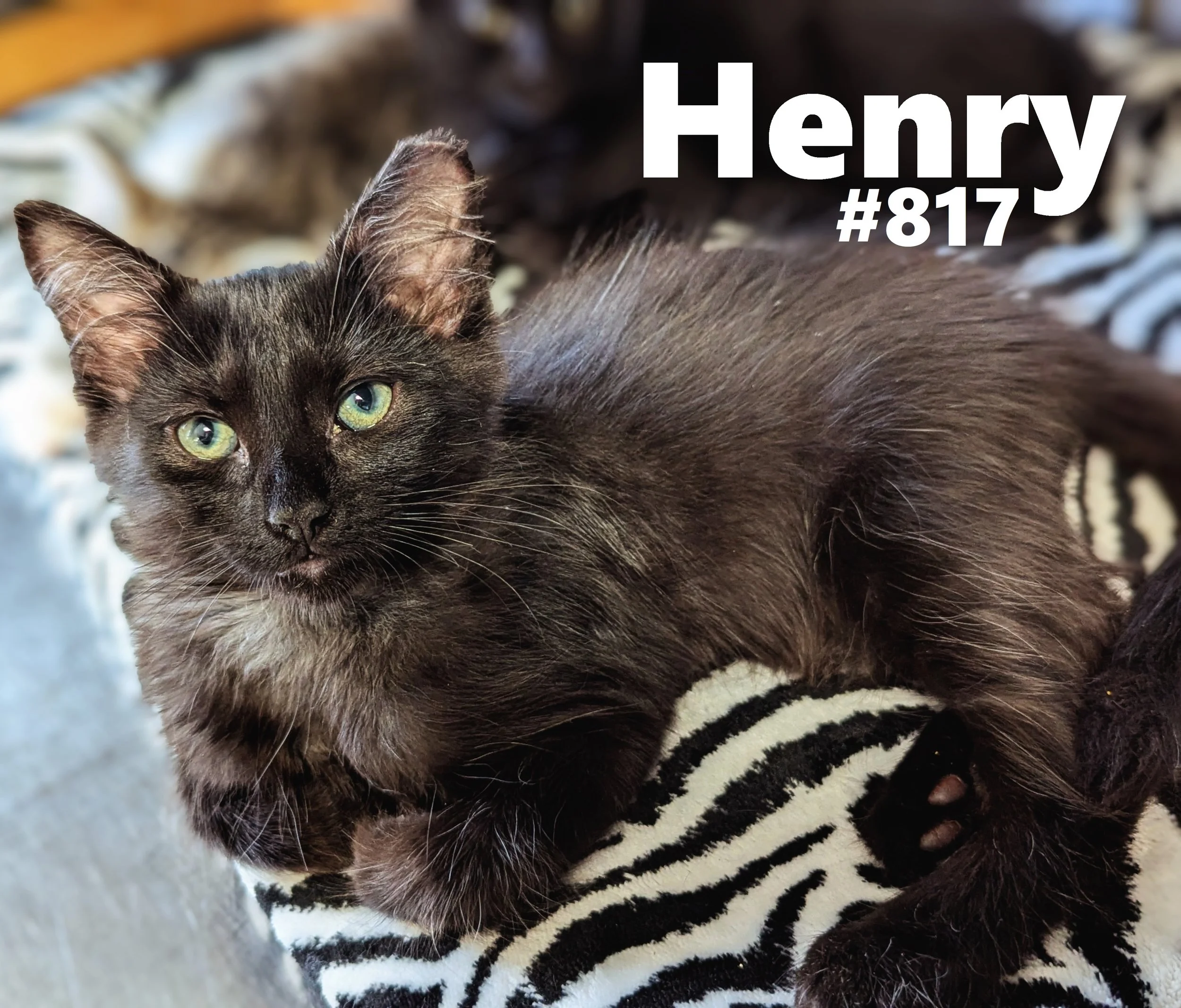 817_Henry.jpg
