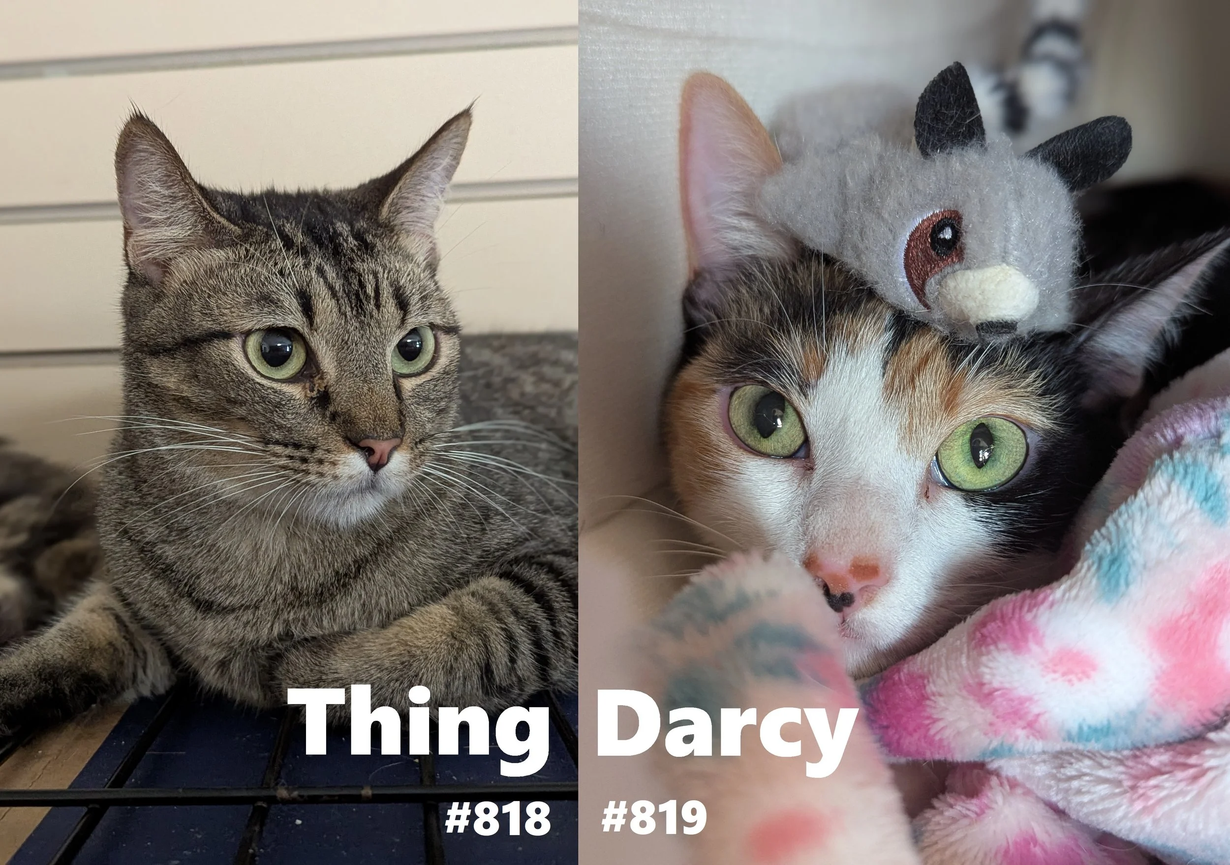 818_819_Thing_Darcy.jpg
