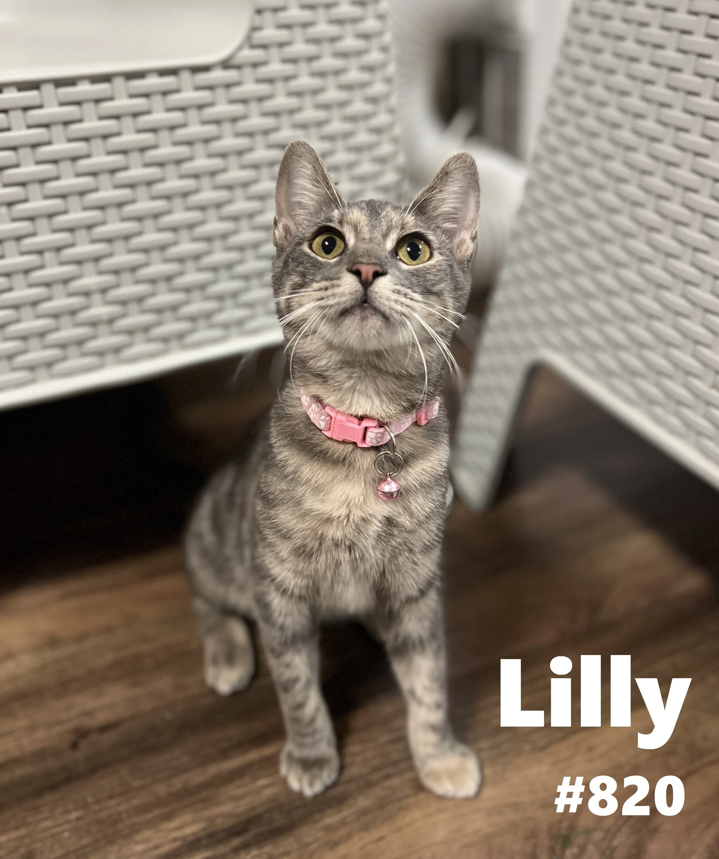 820_Lilly.jpg