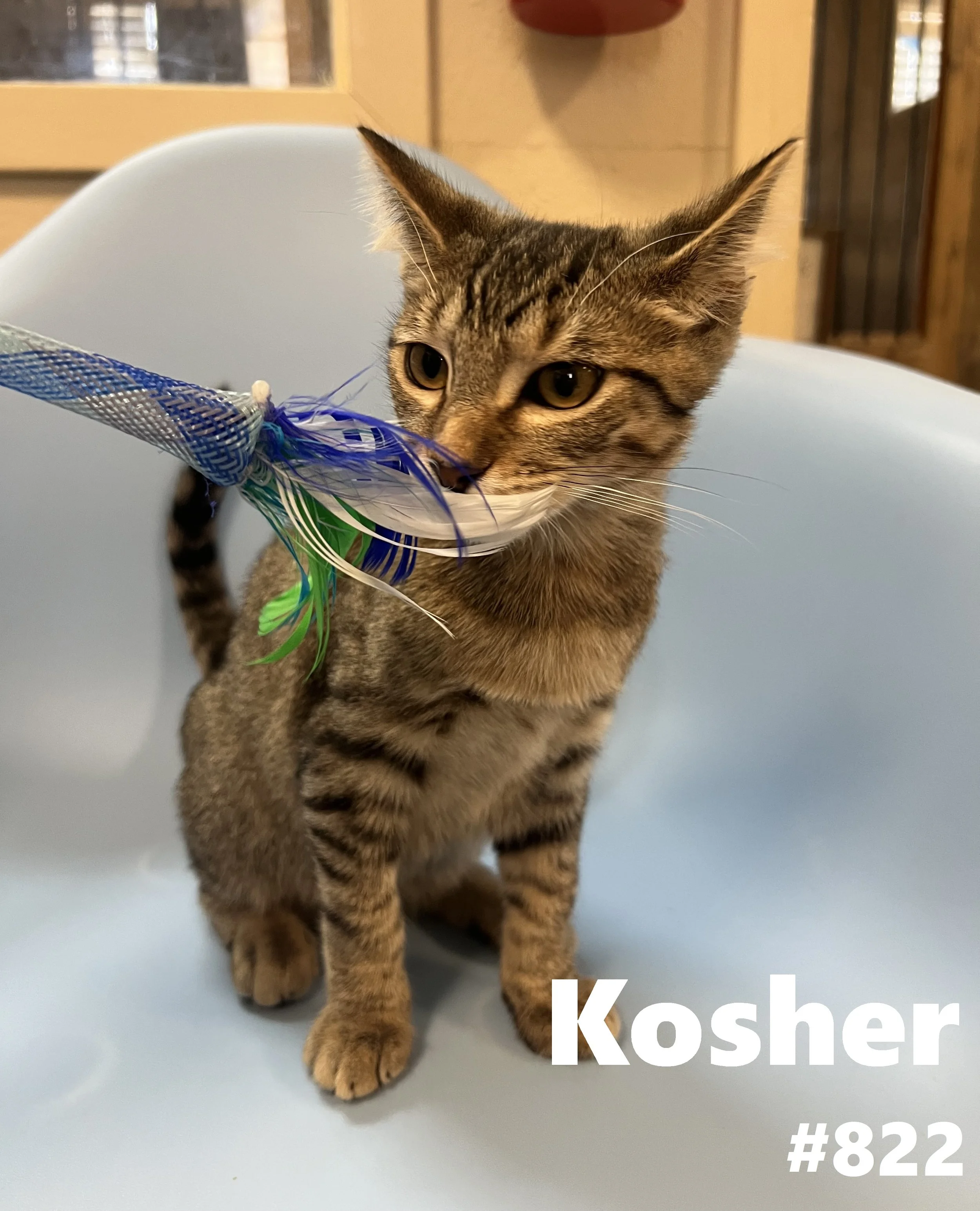822_Kosher.jpg