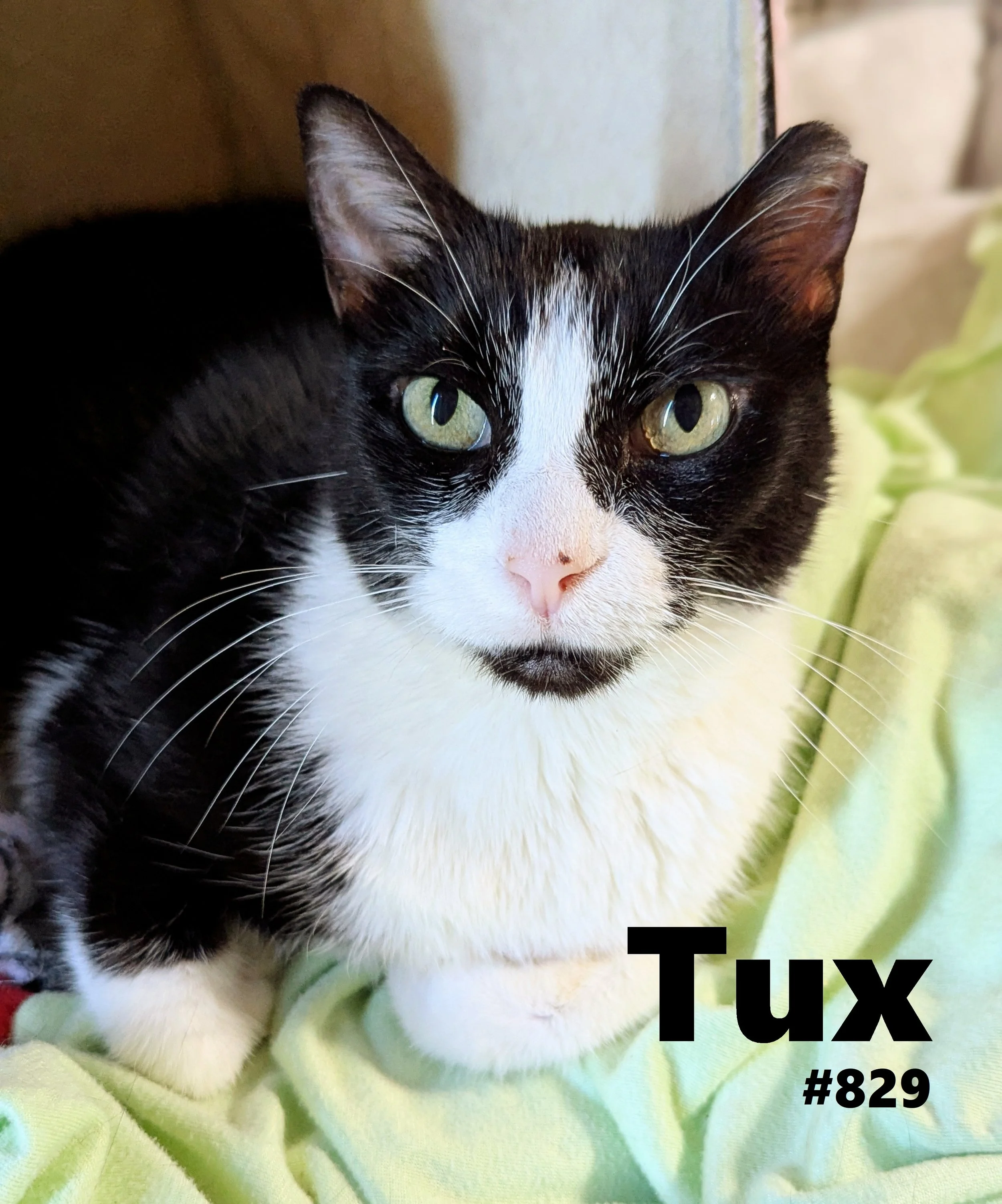 829_Tux.jpg