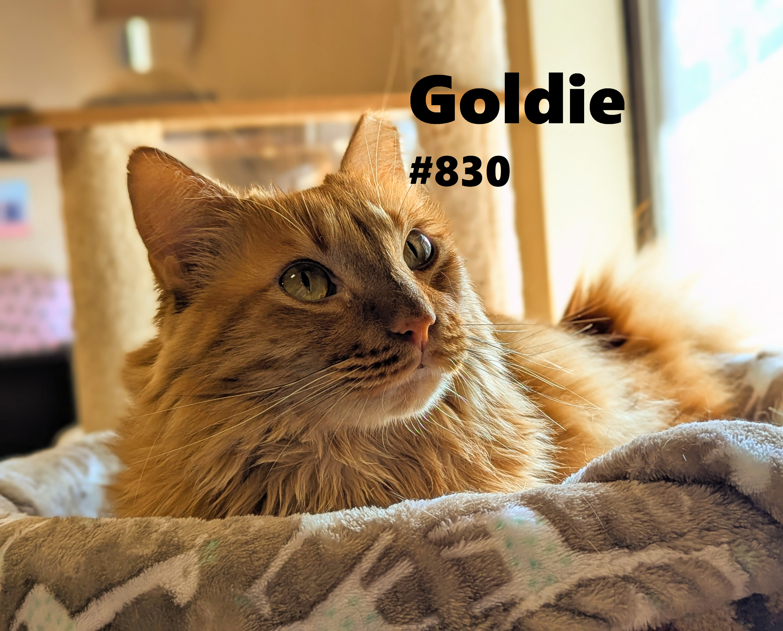 830_Goldie.png