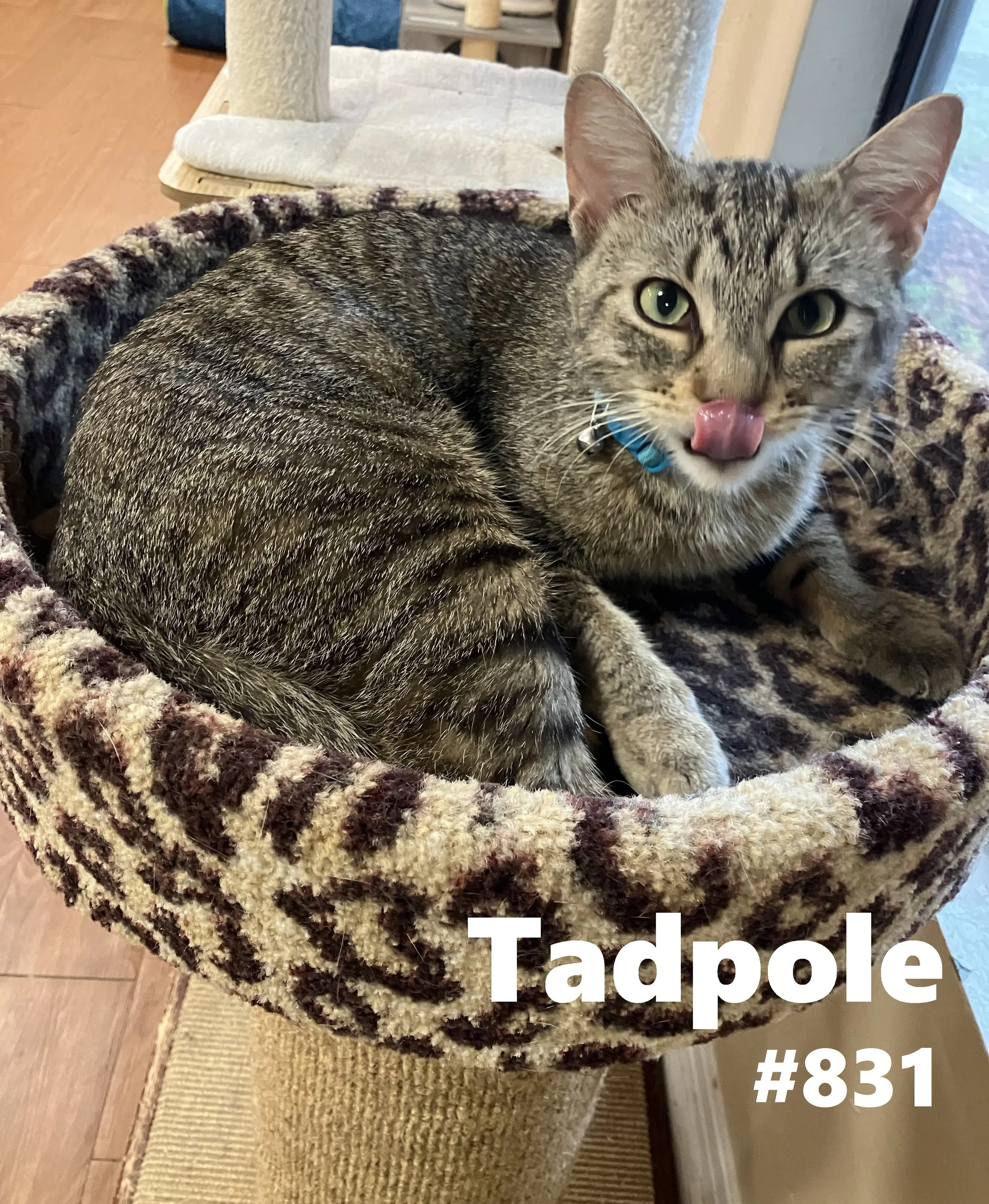 831_Tadpole.jpg