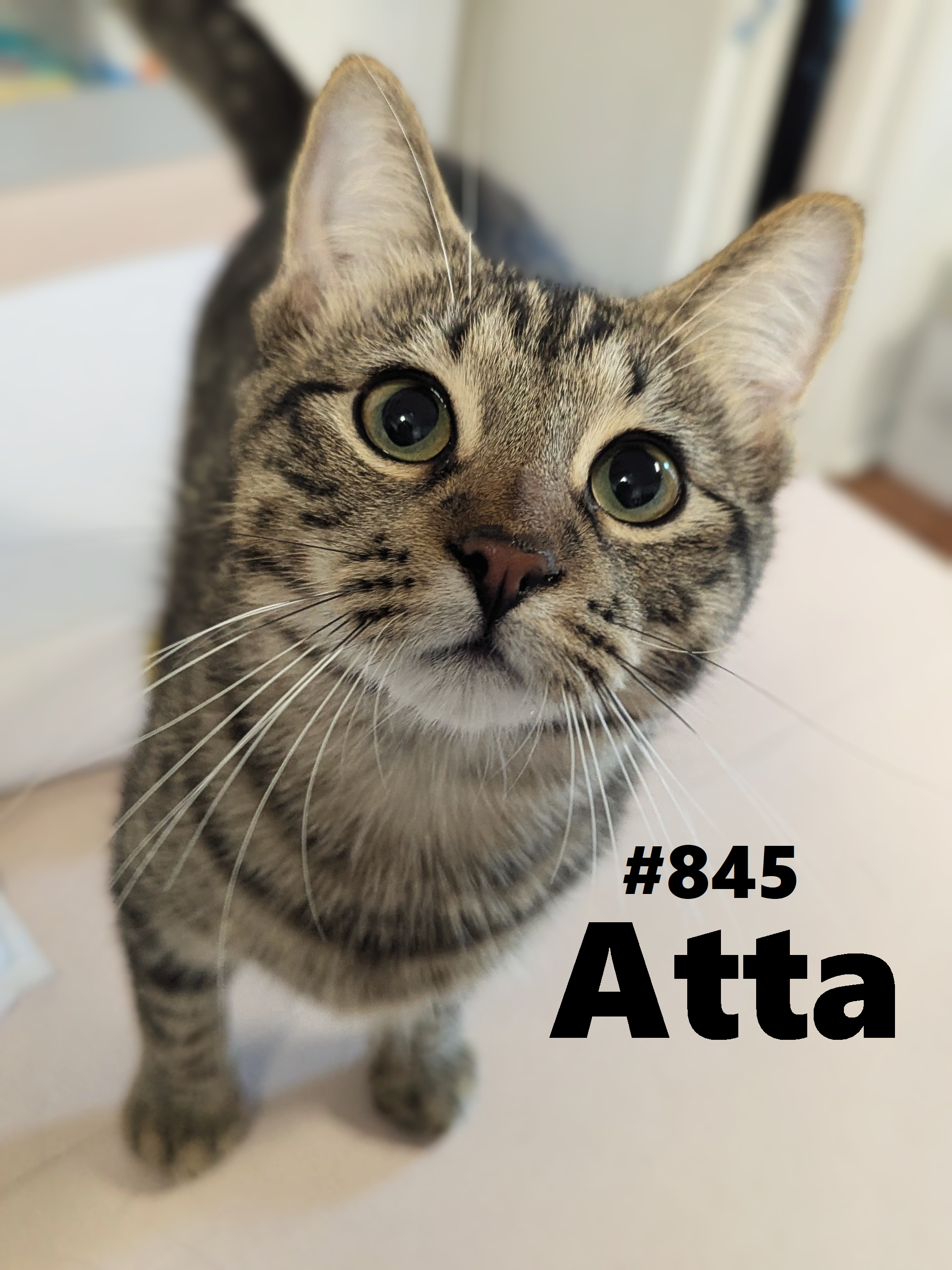 845_Atta.png