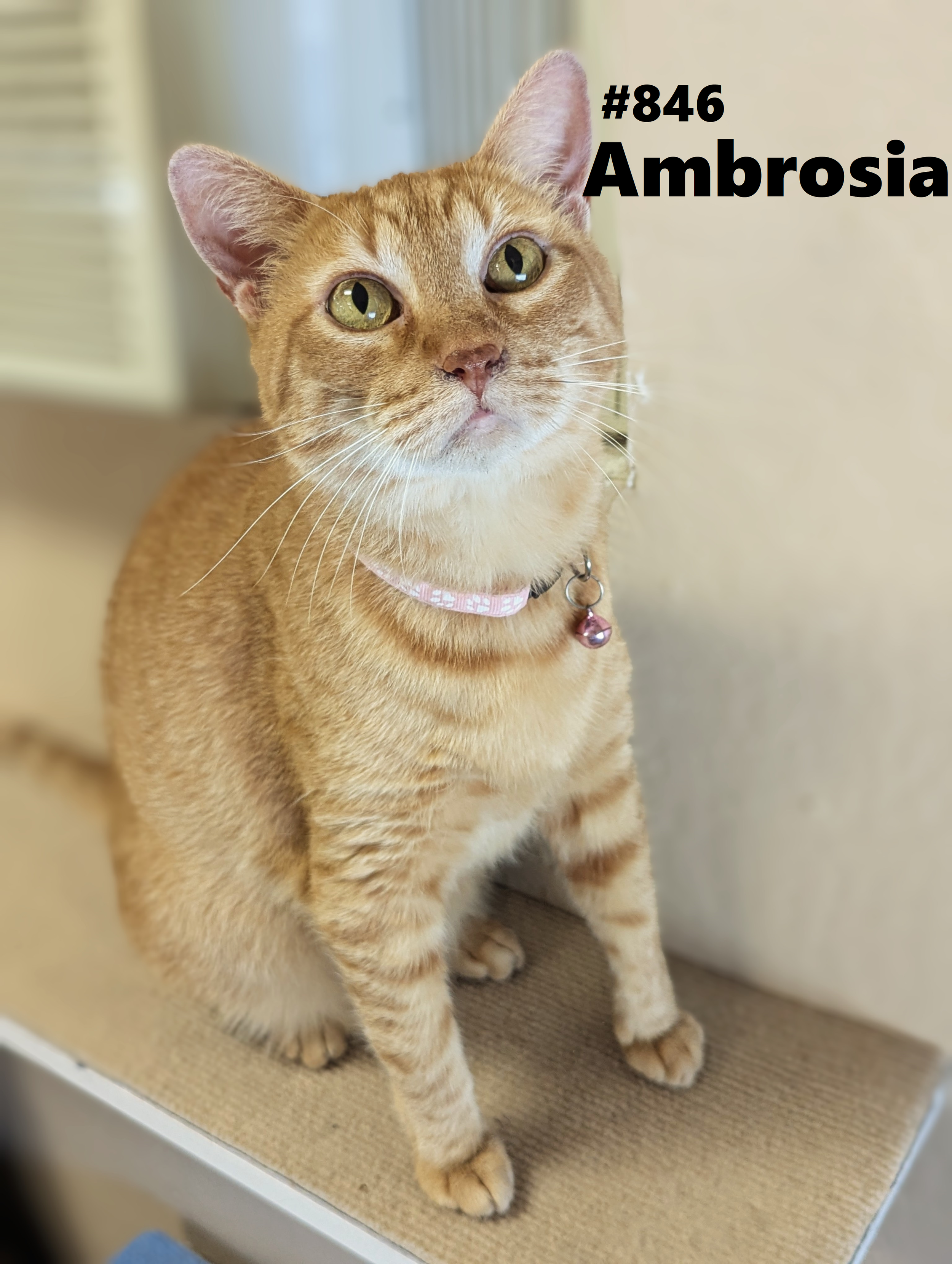 846_Ambrosia.png