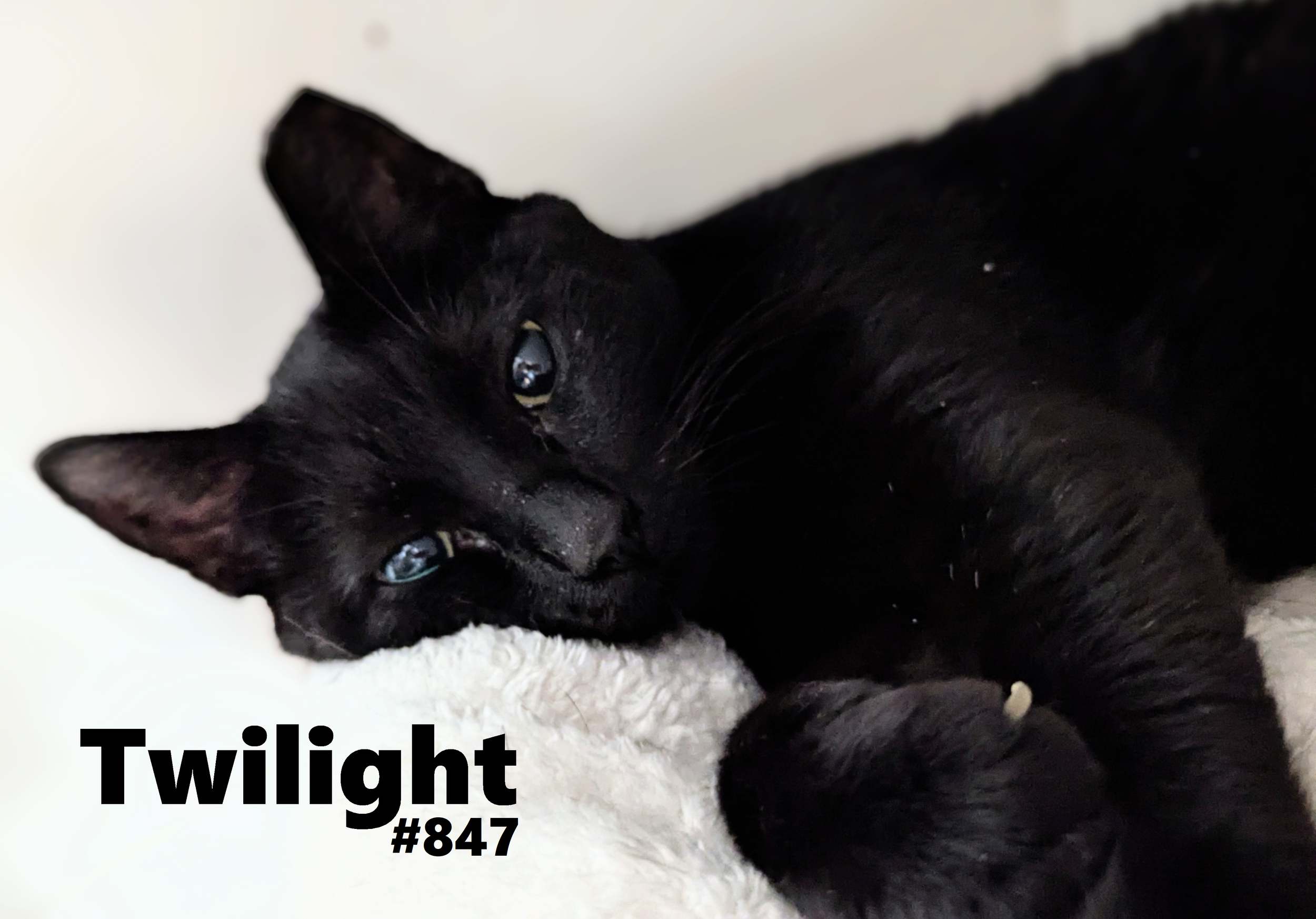 847_Twilight.png