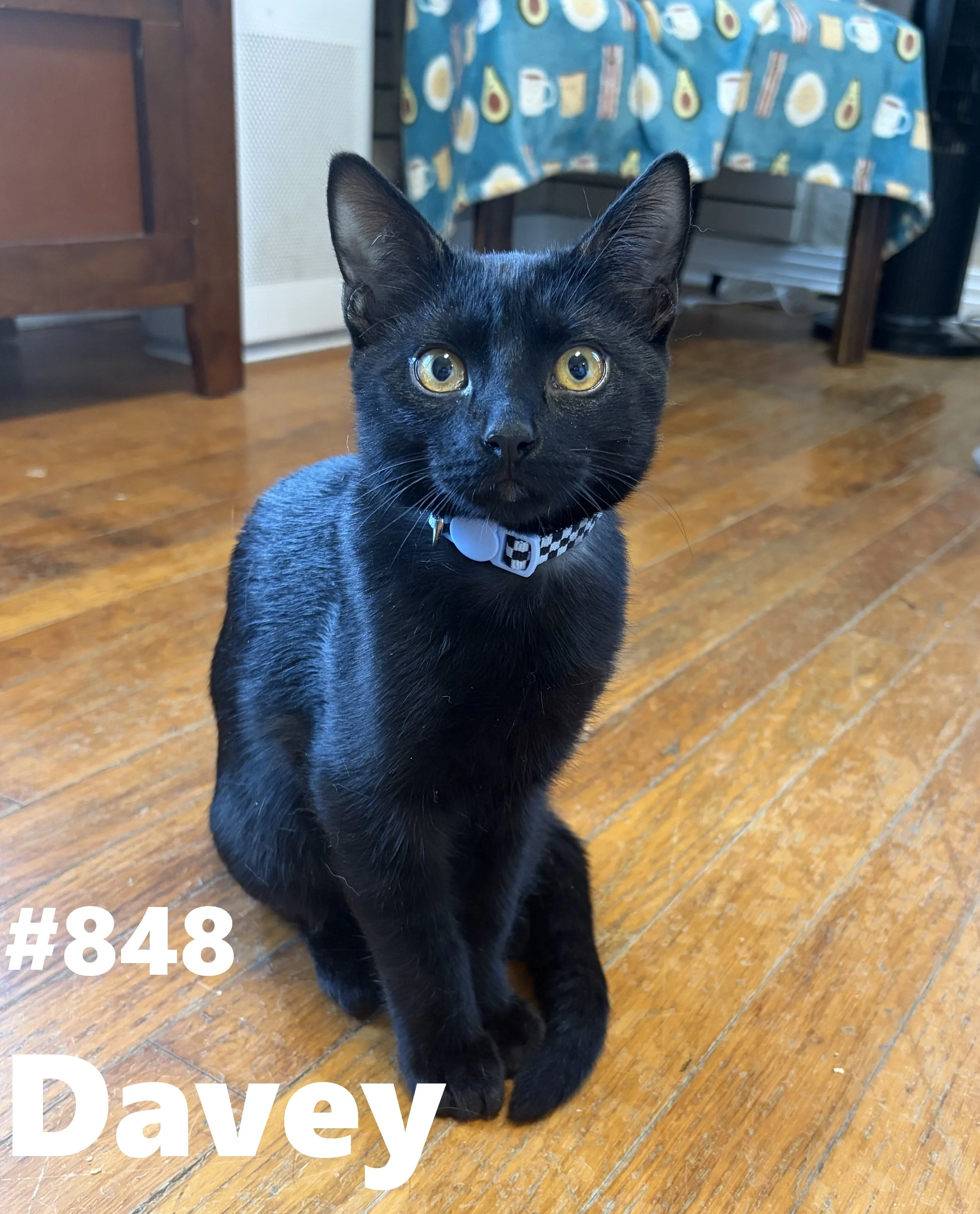 848_Davey.jpg