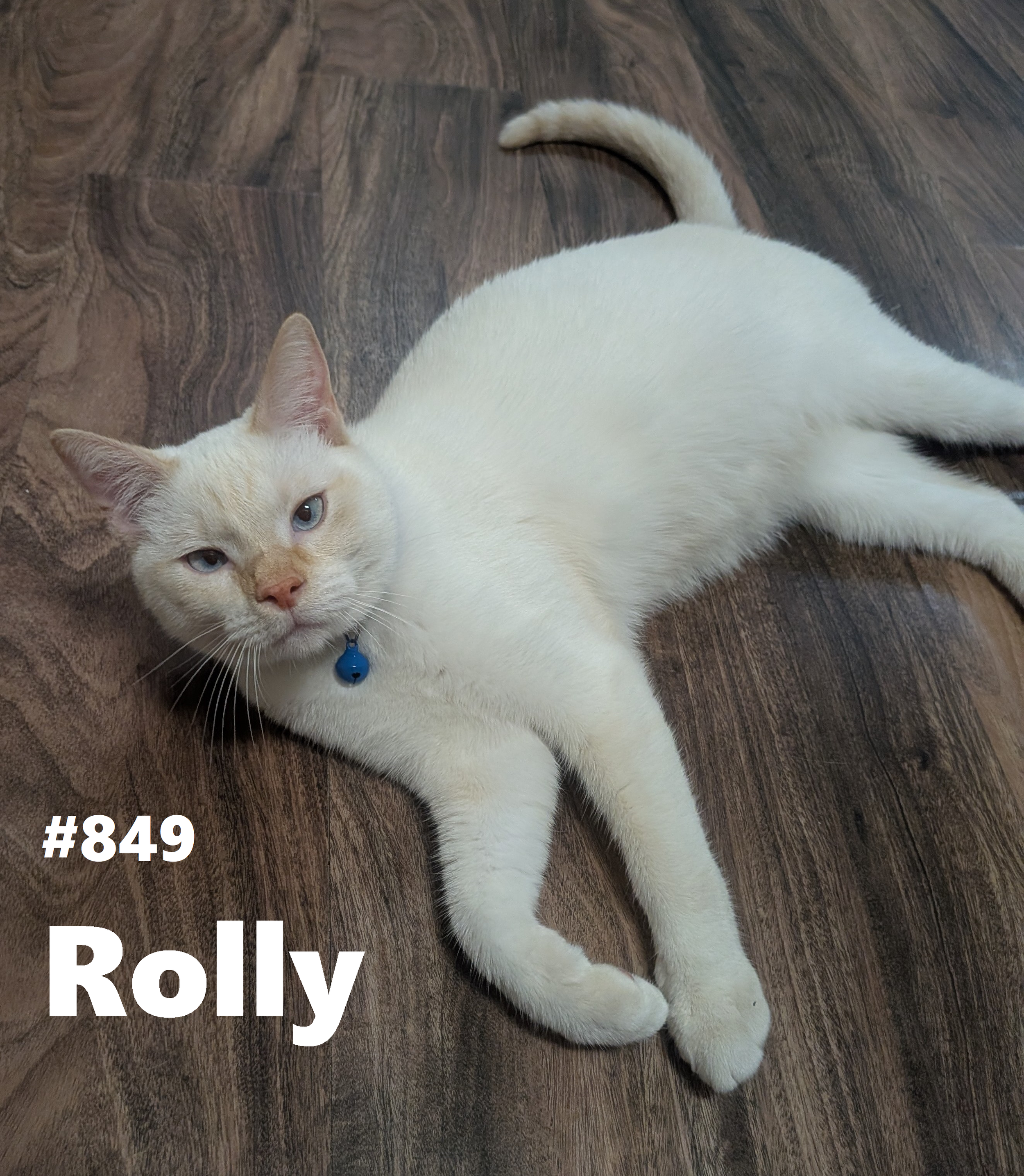 849_Rolly.png