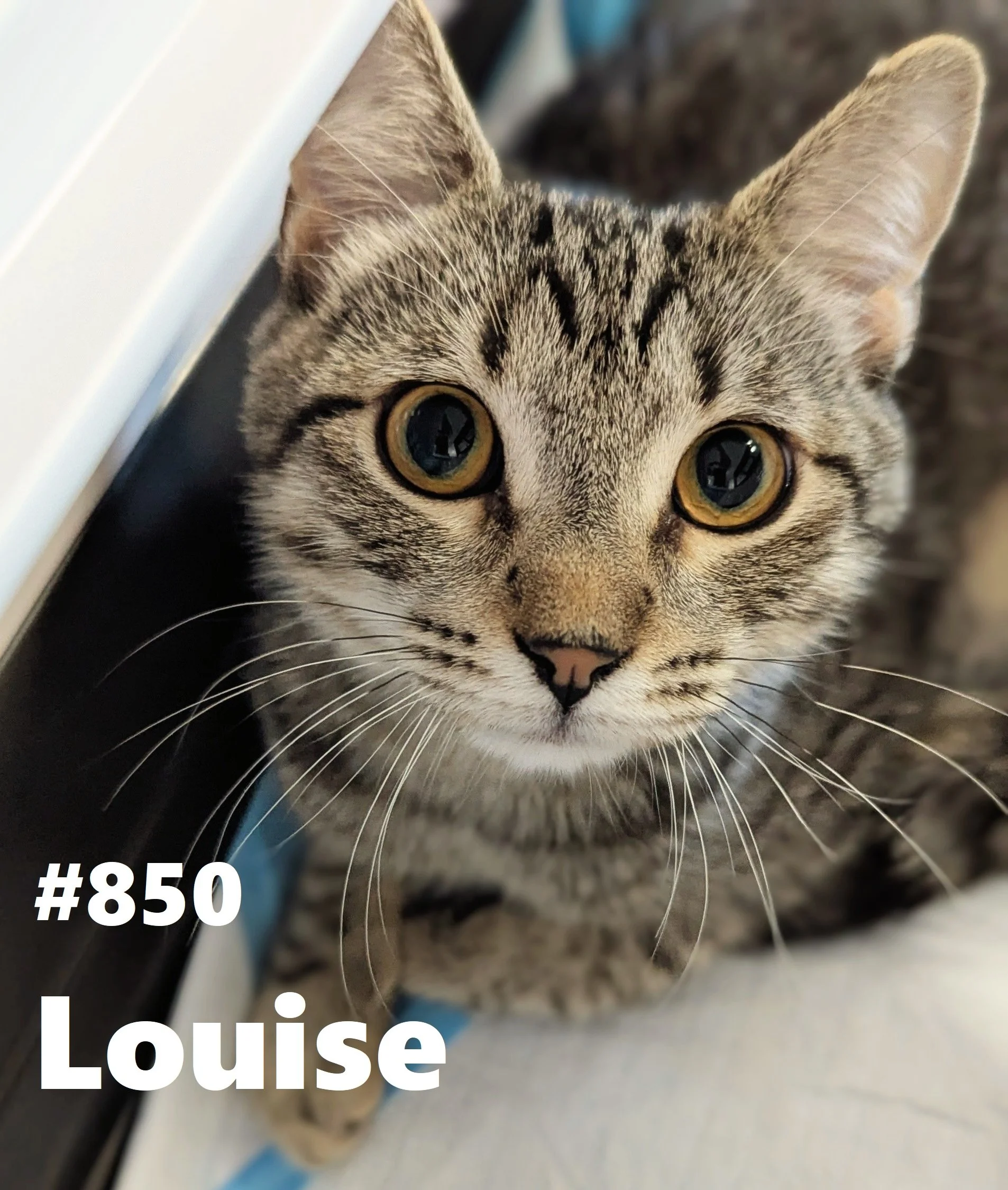850_Louise.jpg