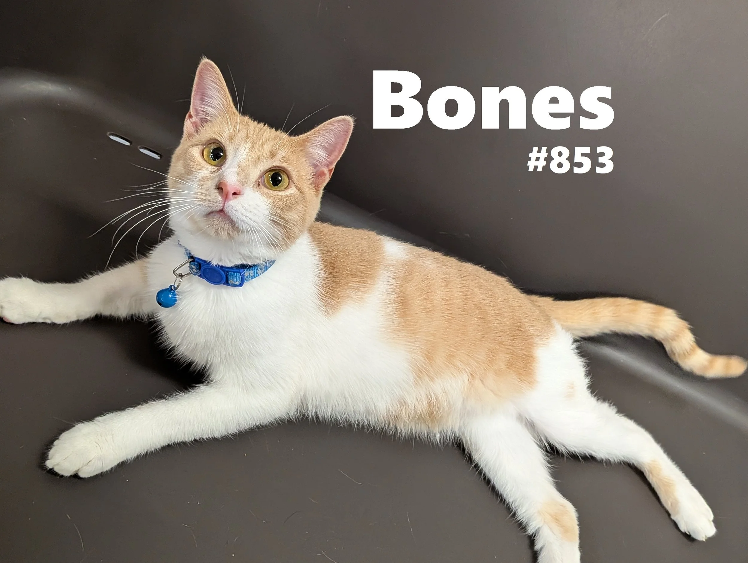 853_Bones.jpg