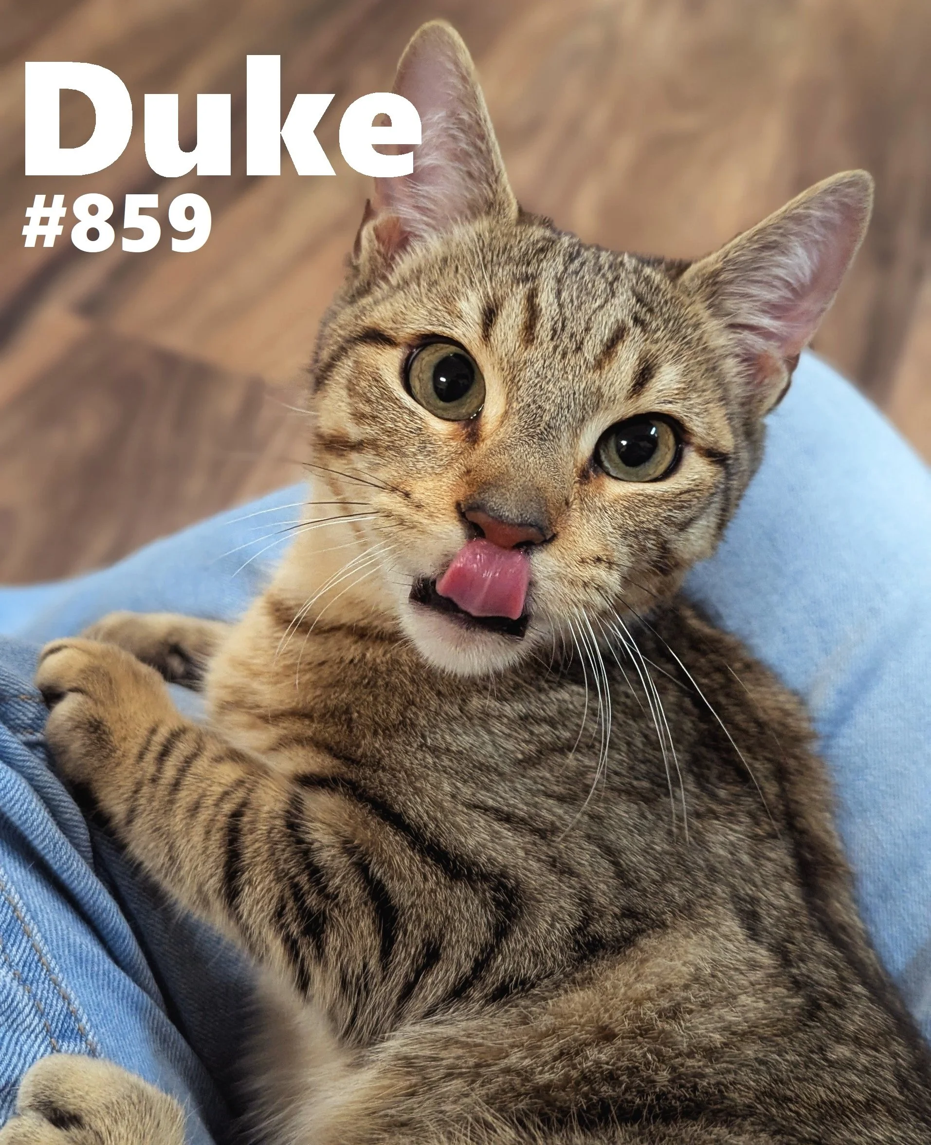 859_Duke.jpg