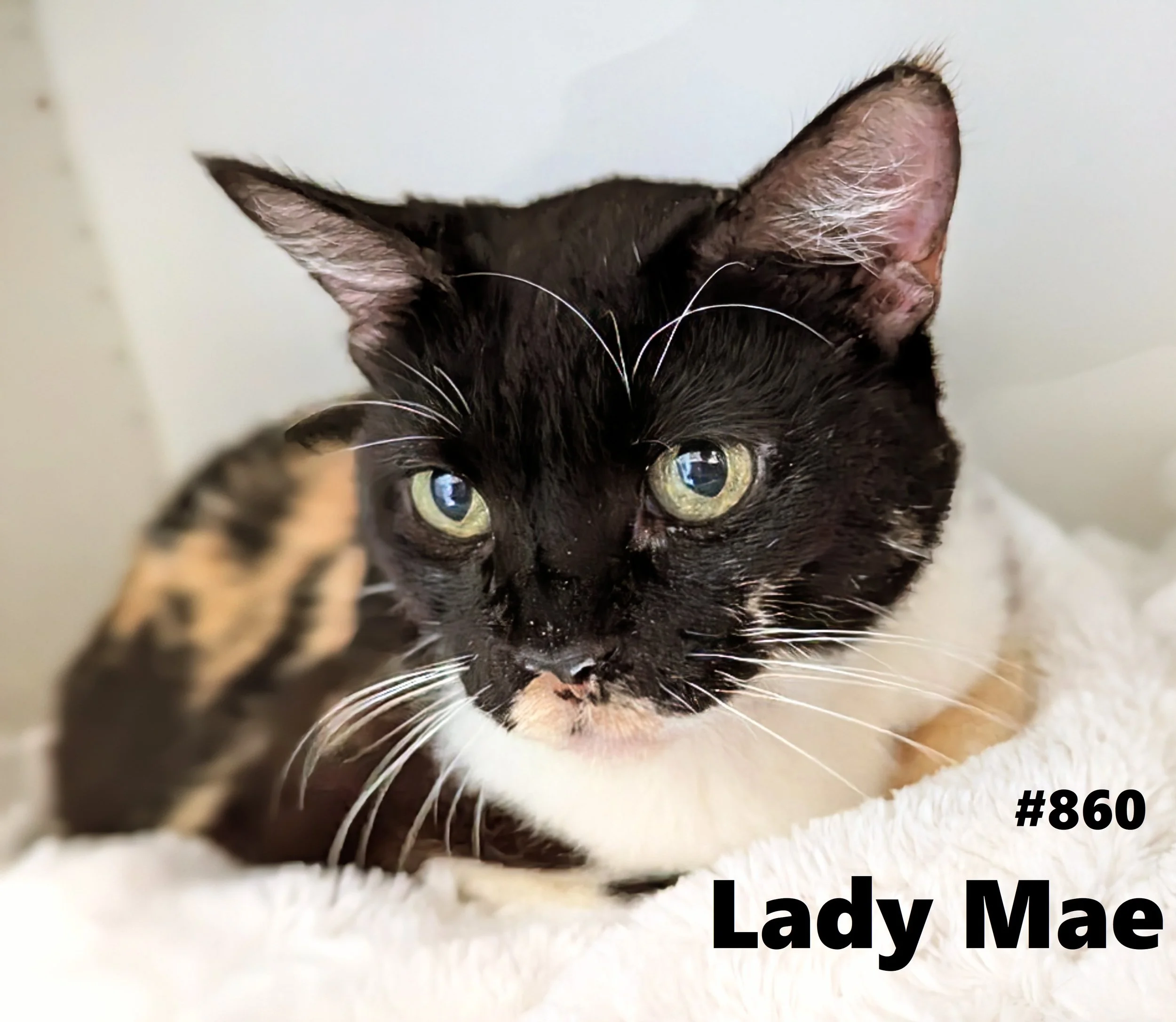 860_LadyMae.jpg