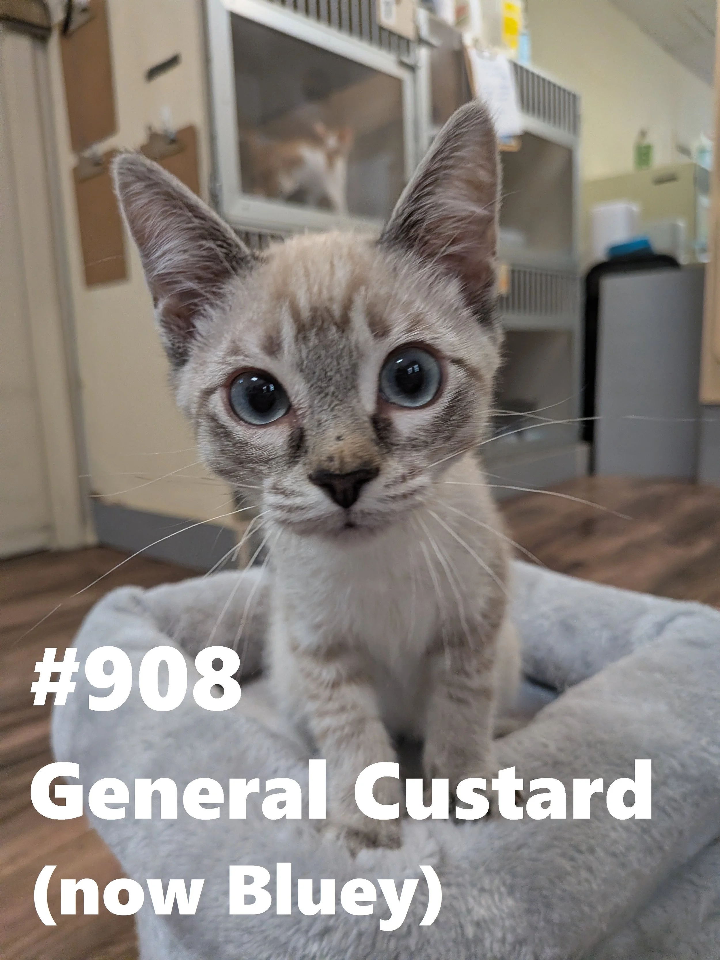 908_General Custard.jpg