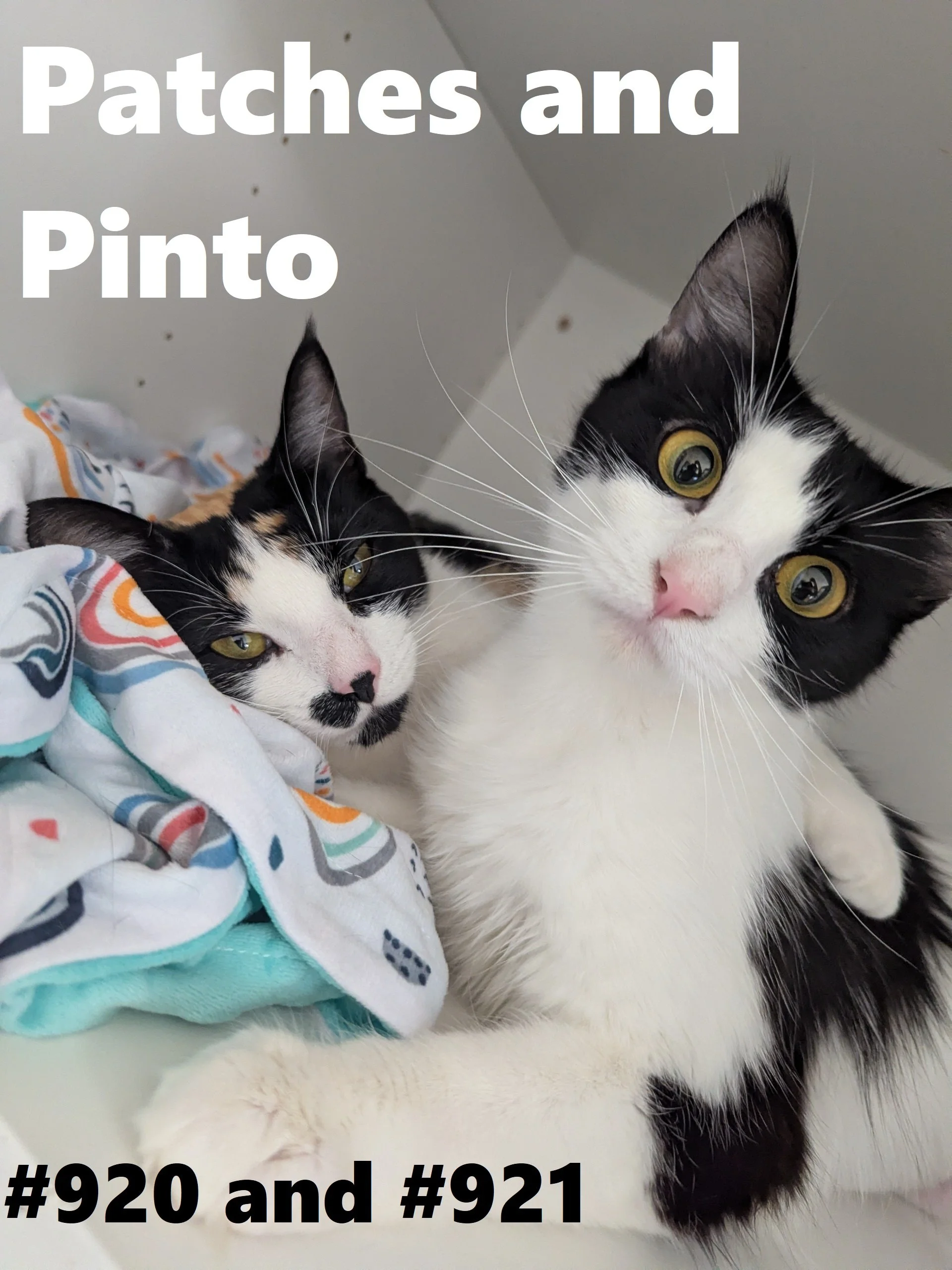 920_921_PatchesAndPinto.jpg