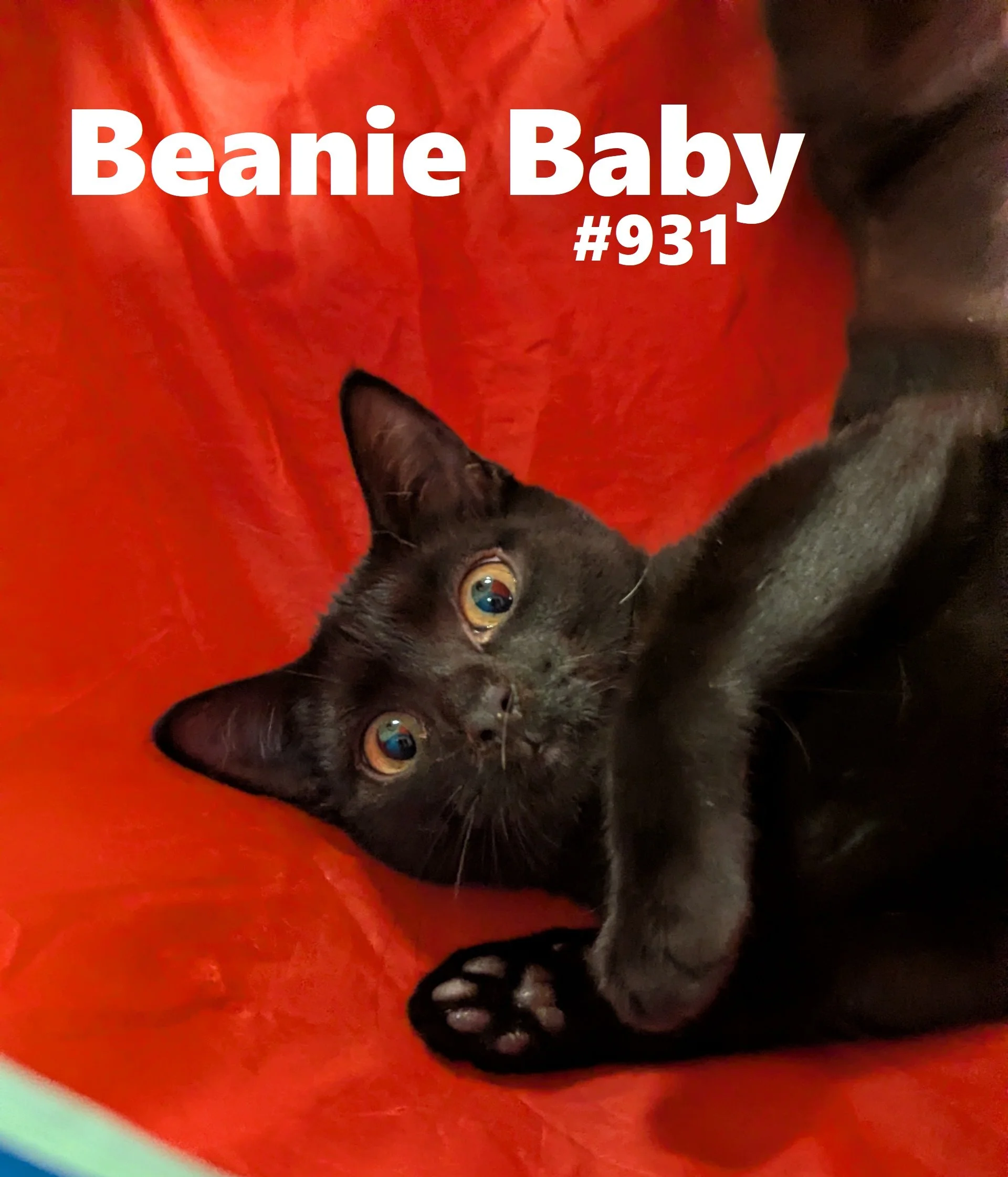 931_BeanieBaby.jpg