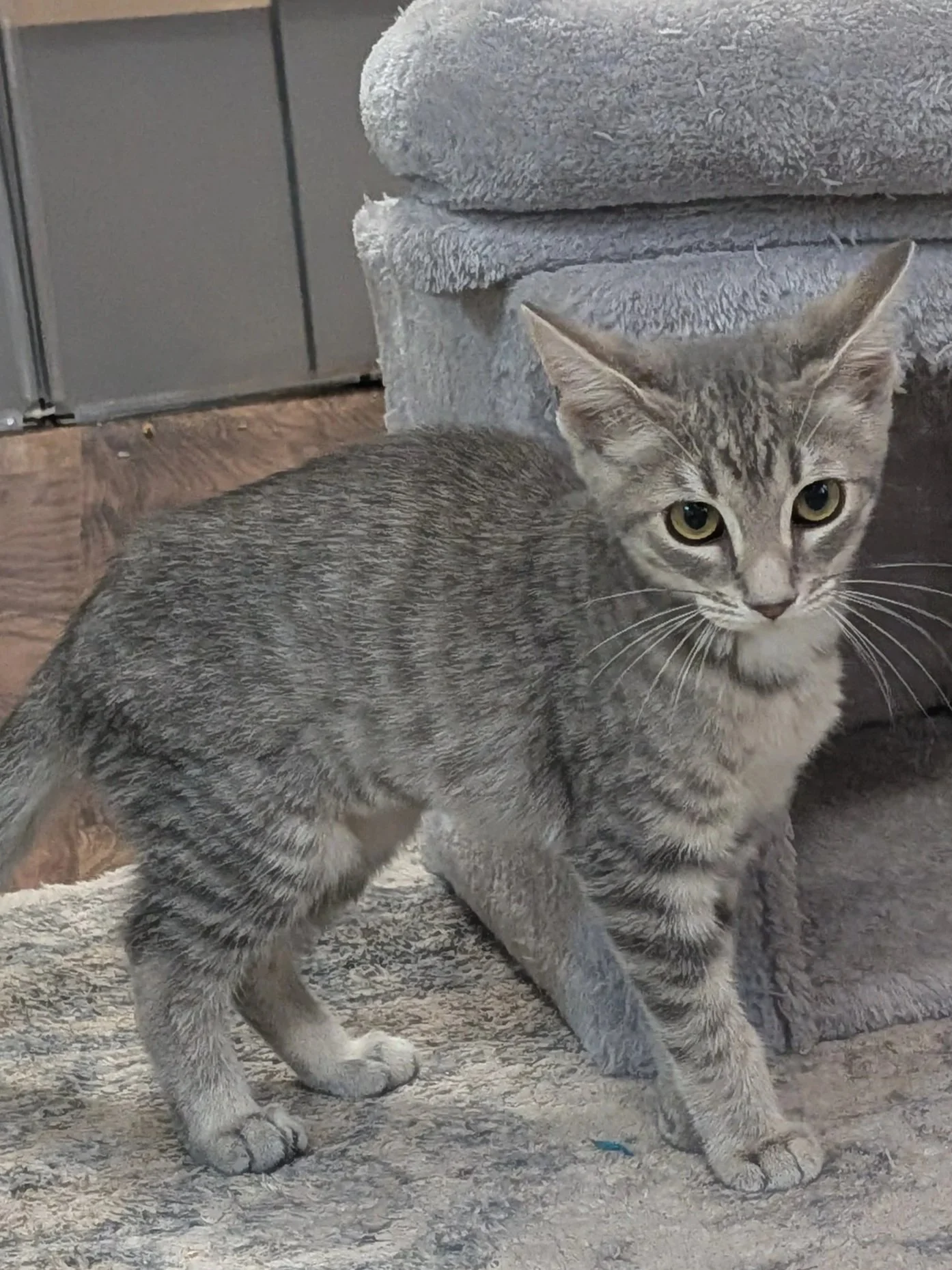 Thunder_01.jpg