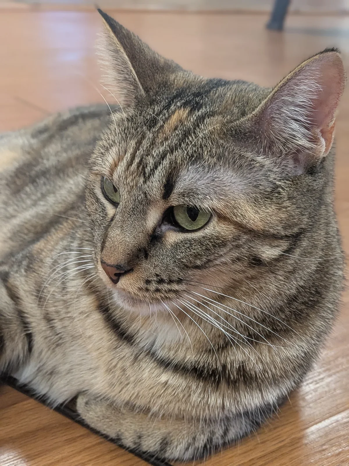 Cici2.webp