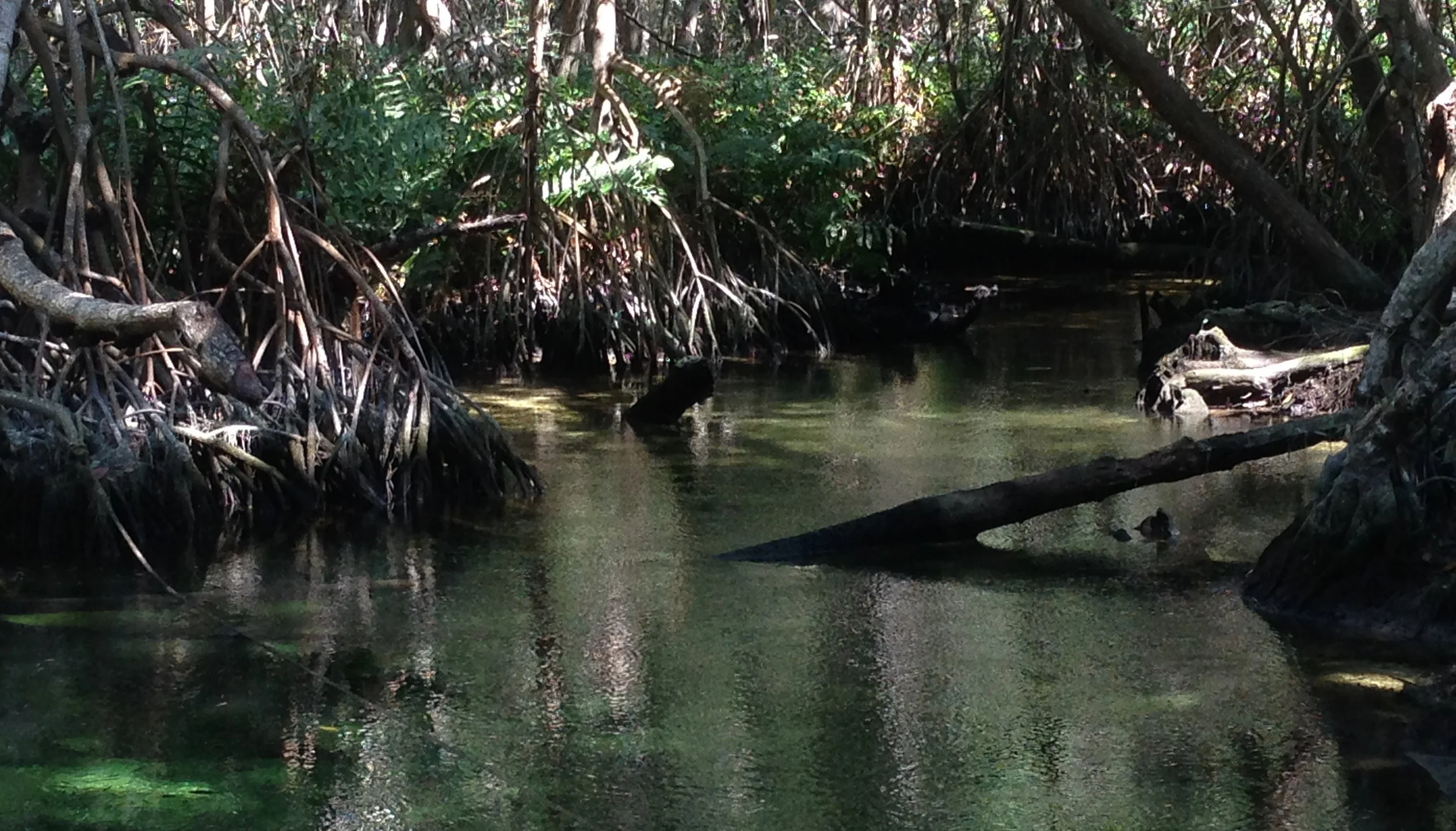 swamp_sm-1.jpg