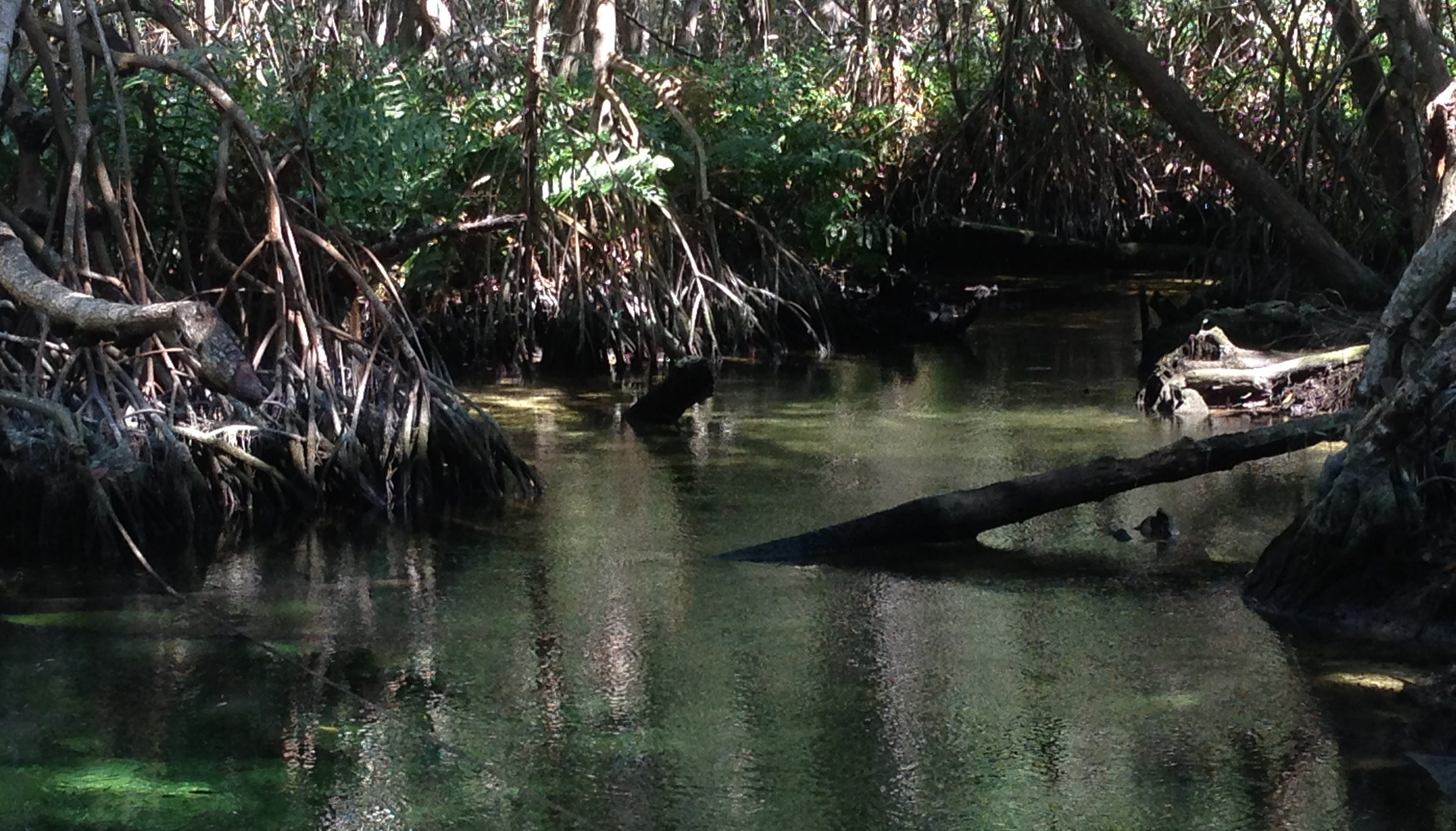 swamp_sm-1.jpg