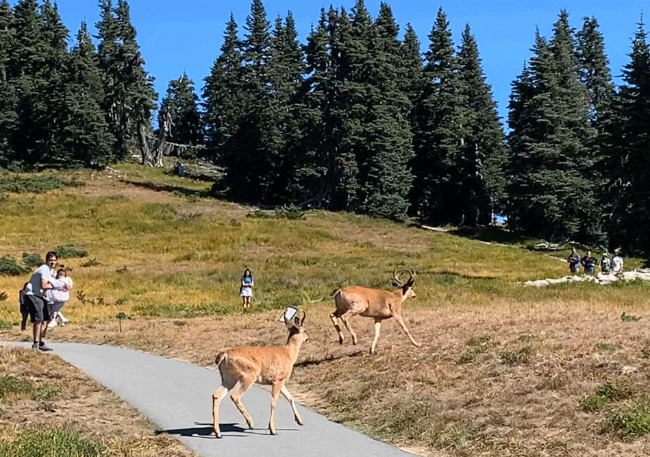 OlympicDeer.gif