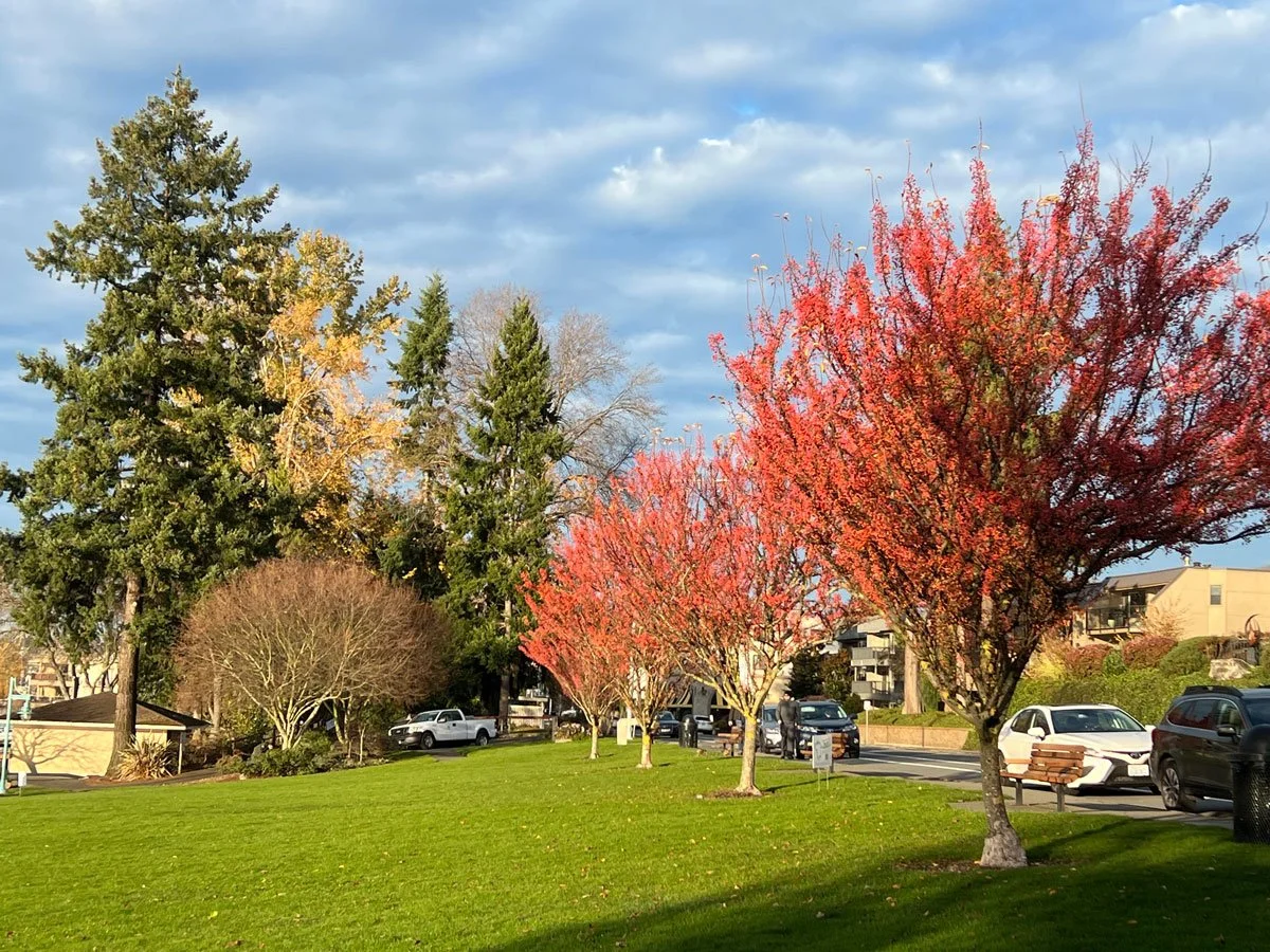 redtrees.jpg