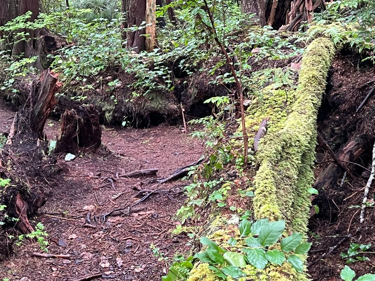 Trail.jpg
