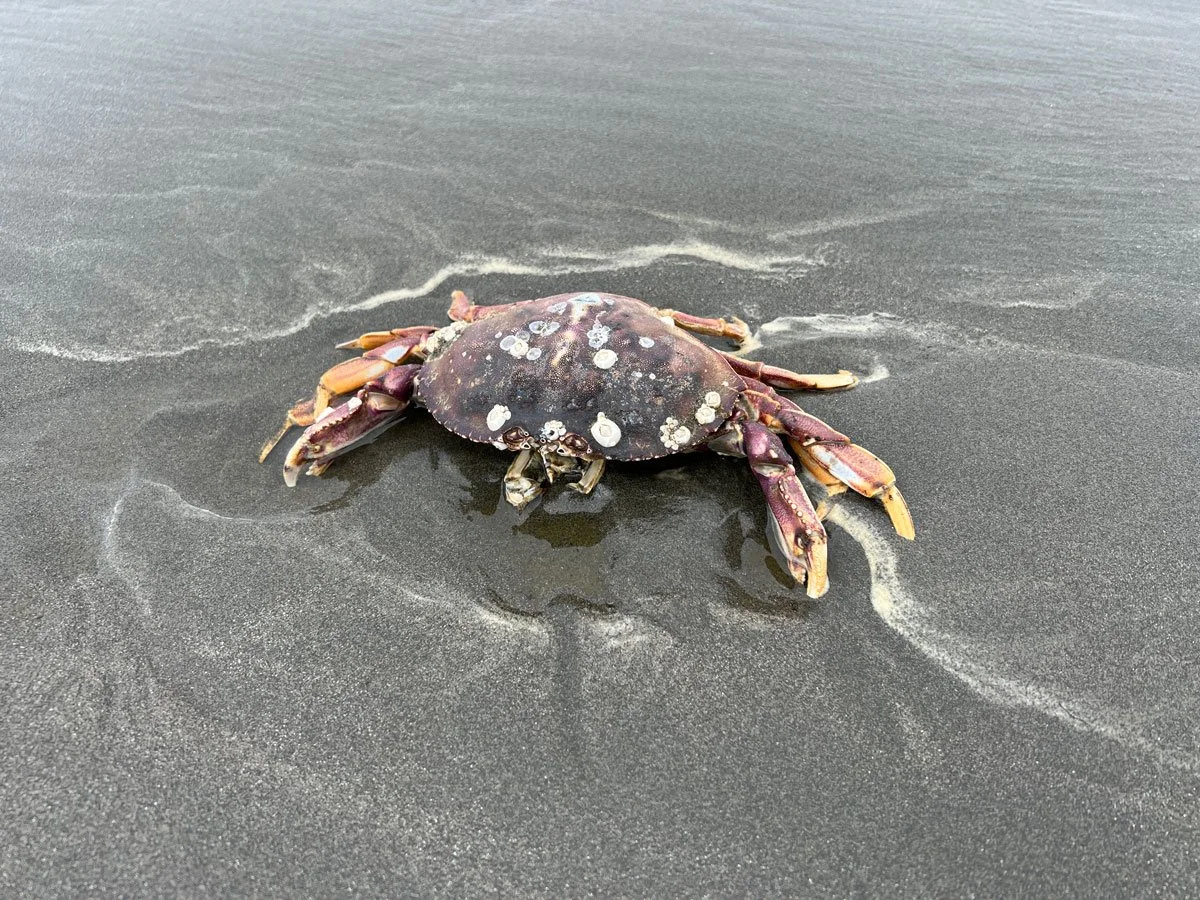 Crab.jpg