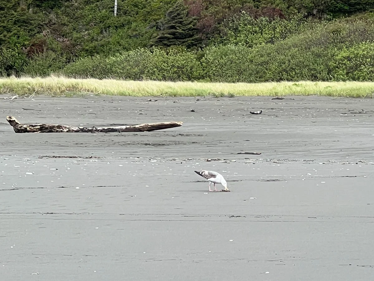 HungrySeagull.jpg