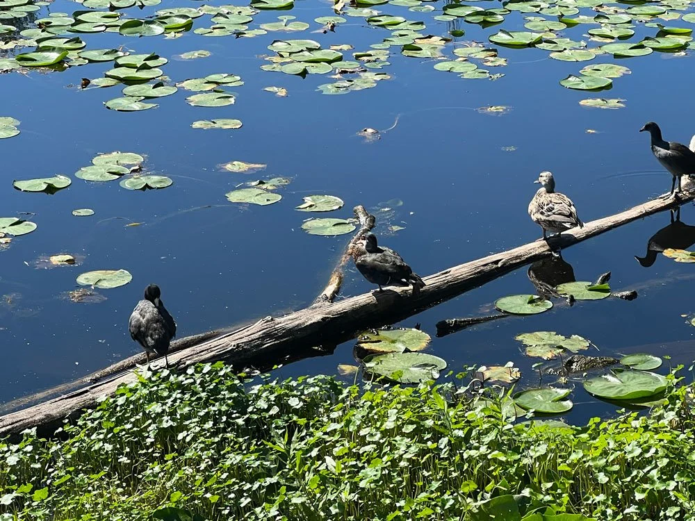 Ducks.jpg