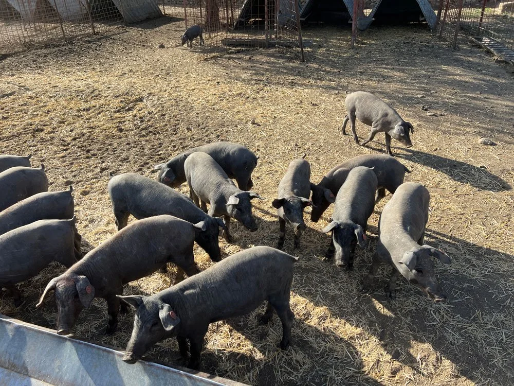 hogs.jpg