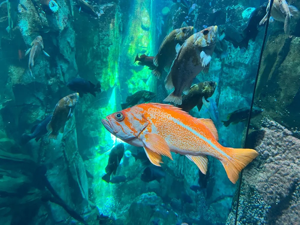 OrangeFish.jpg