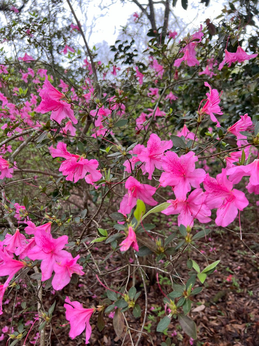 OakleyAzaleas.jpg