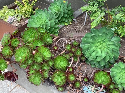 succulents.jpg