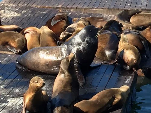 sealions.jpg