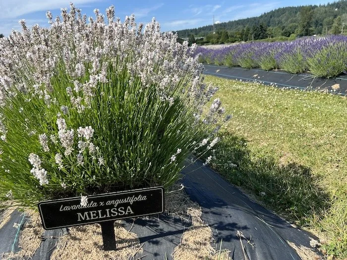 Lavendar1.JPG