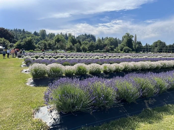 lavendar2.JPG