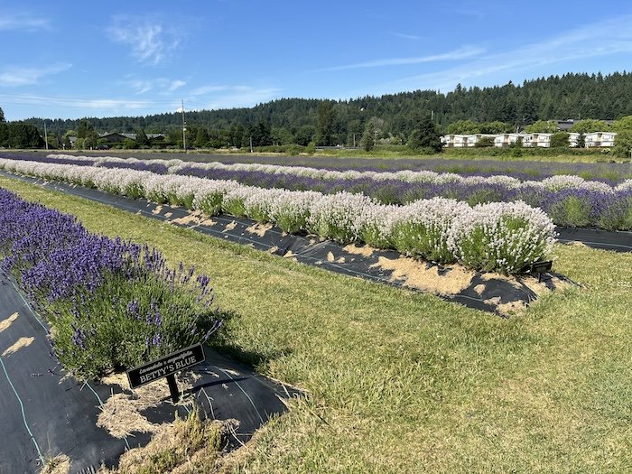 lavendar3.JPG