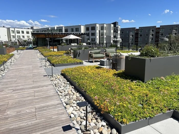 groundcover.JPG