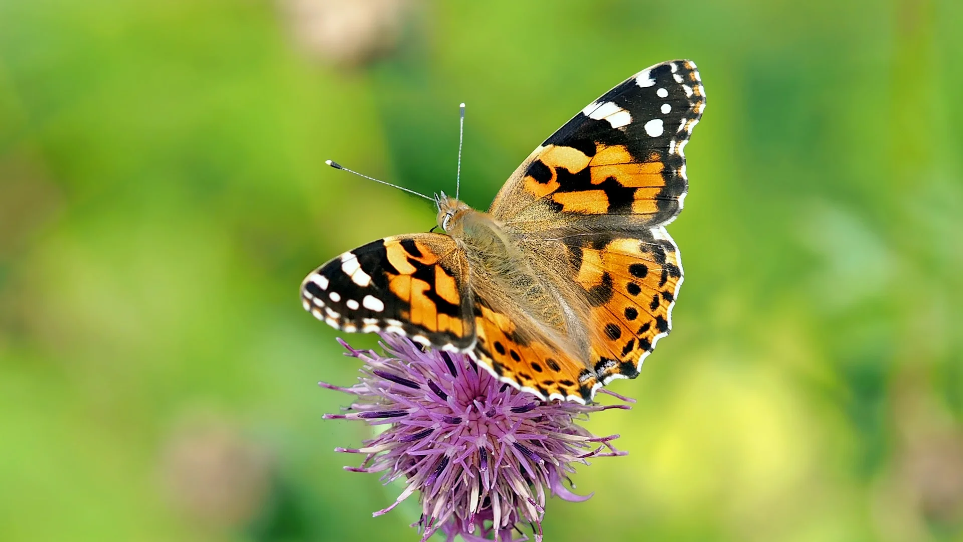 vanessa-cardui-1568926_1920.jpg